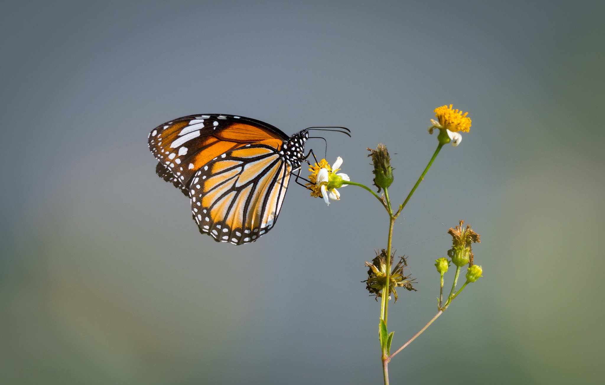 Download mobile wallpaper Macro, Insect, Butterfly, Animal for free.