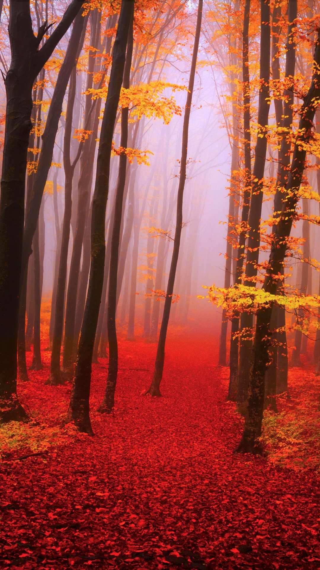 Download mobile wallpaper Forest, Fog, Fall, Earth for free.