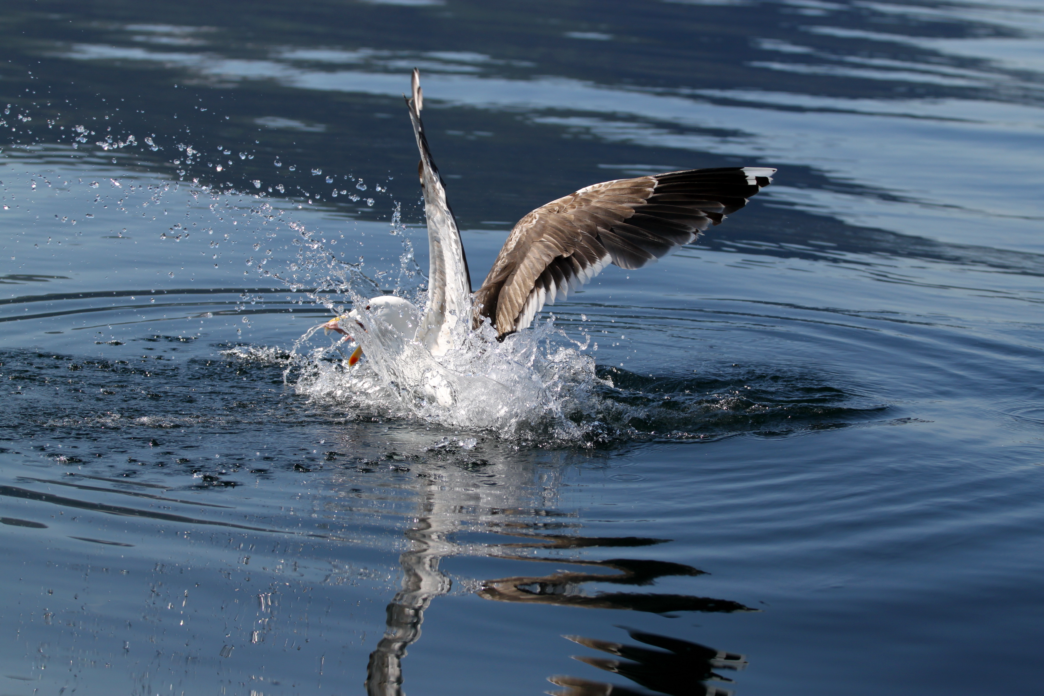 Free download wallpaper Bird, Birds, Animal on your PC desktop