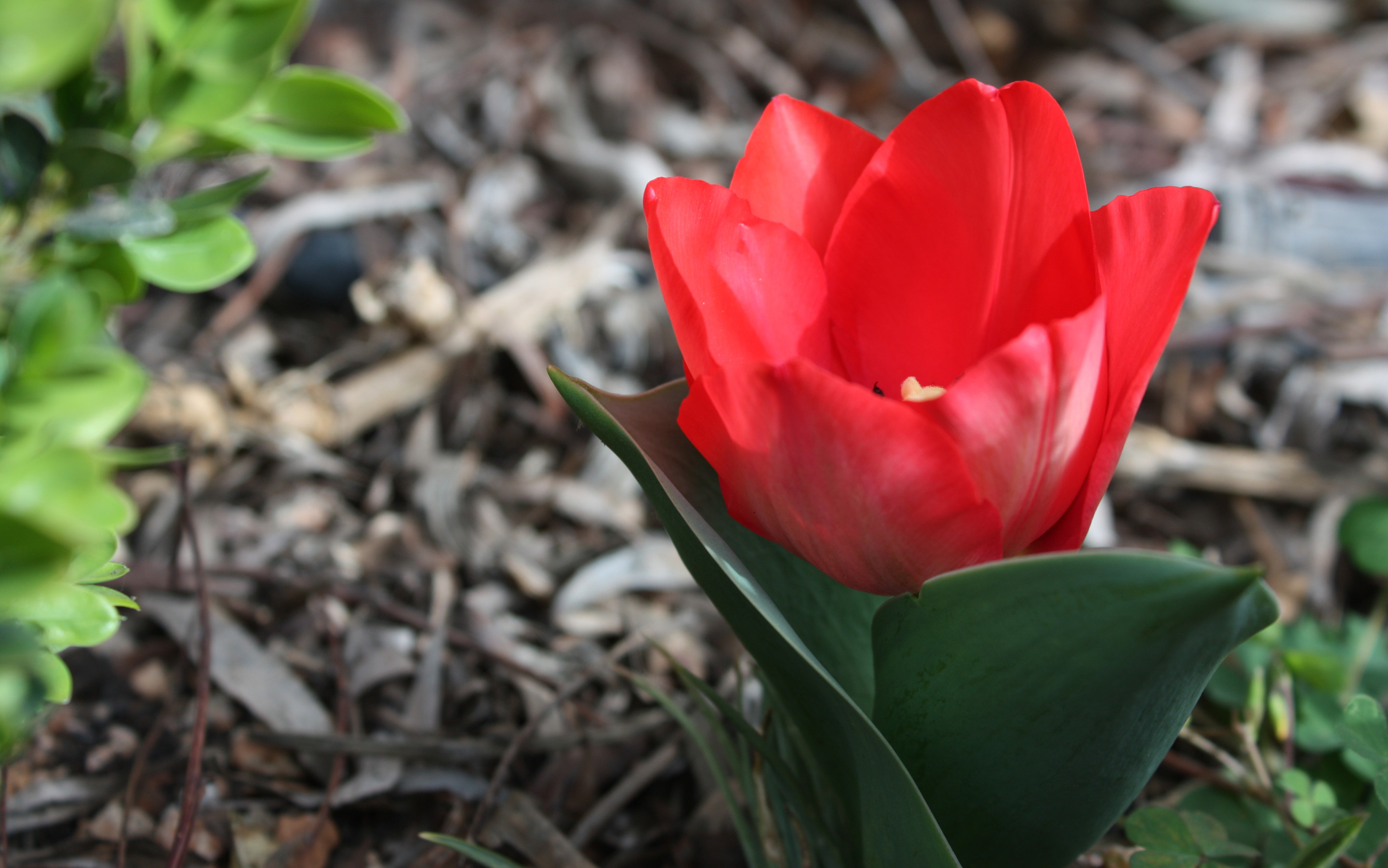 Descarga gratuita de fondo de pantalla para móvil de Tulipán, Flores, Tierra/naturaleza.