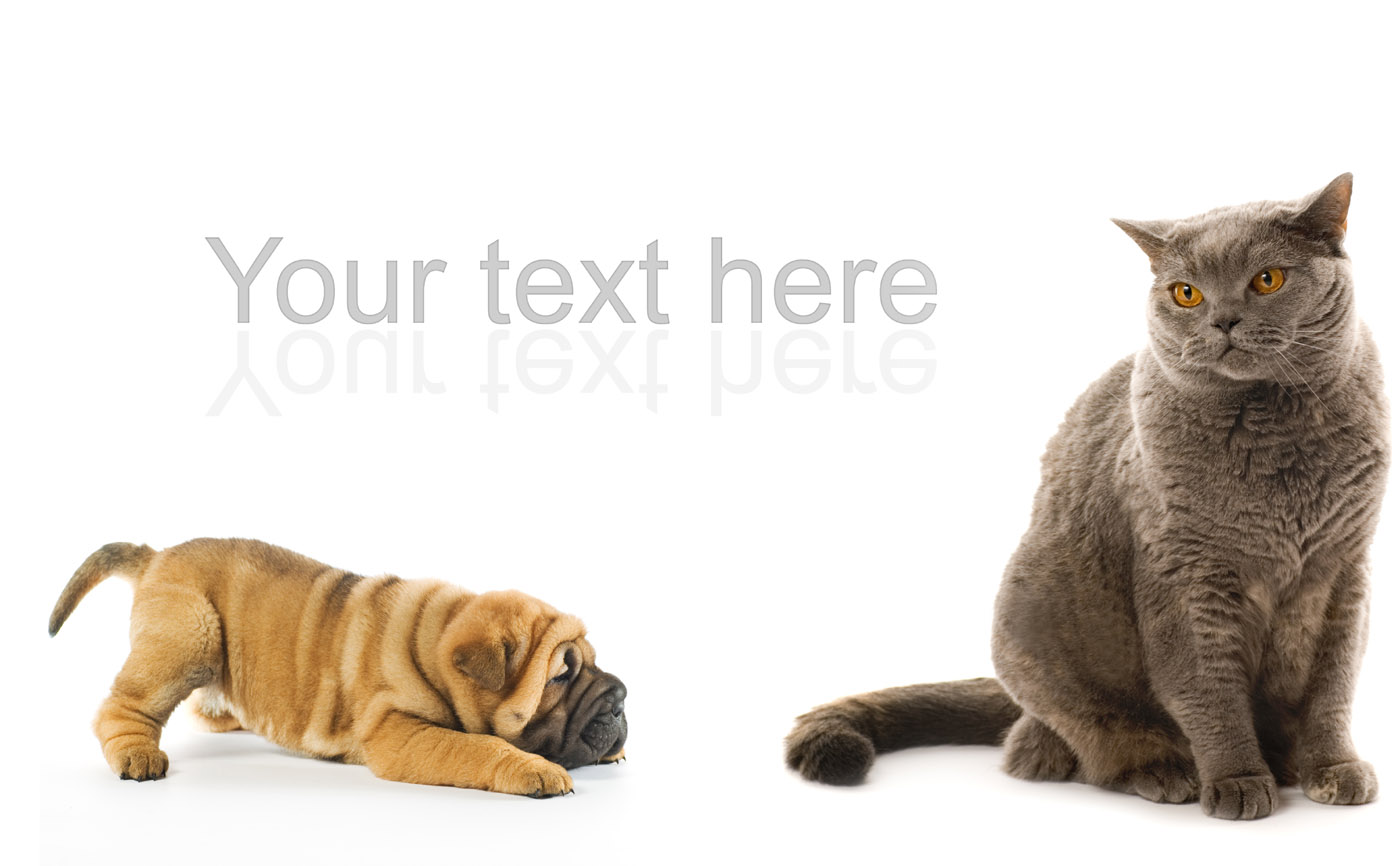 無料モバイル壁紙動物, キャット＆ドッグをダウンロードします。