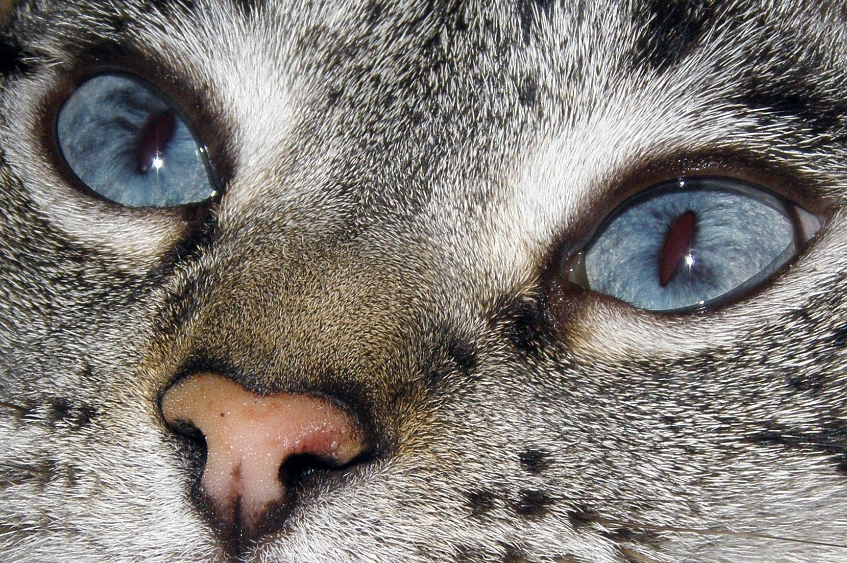 186163 descargar imagen animales, gato, gato atigrado, gatos: fondos de pantalla y protectores de pantalla gratis