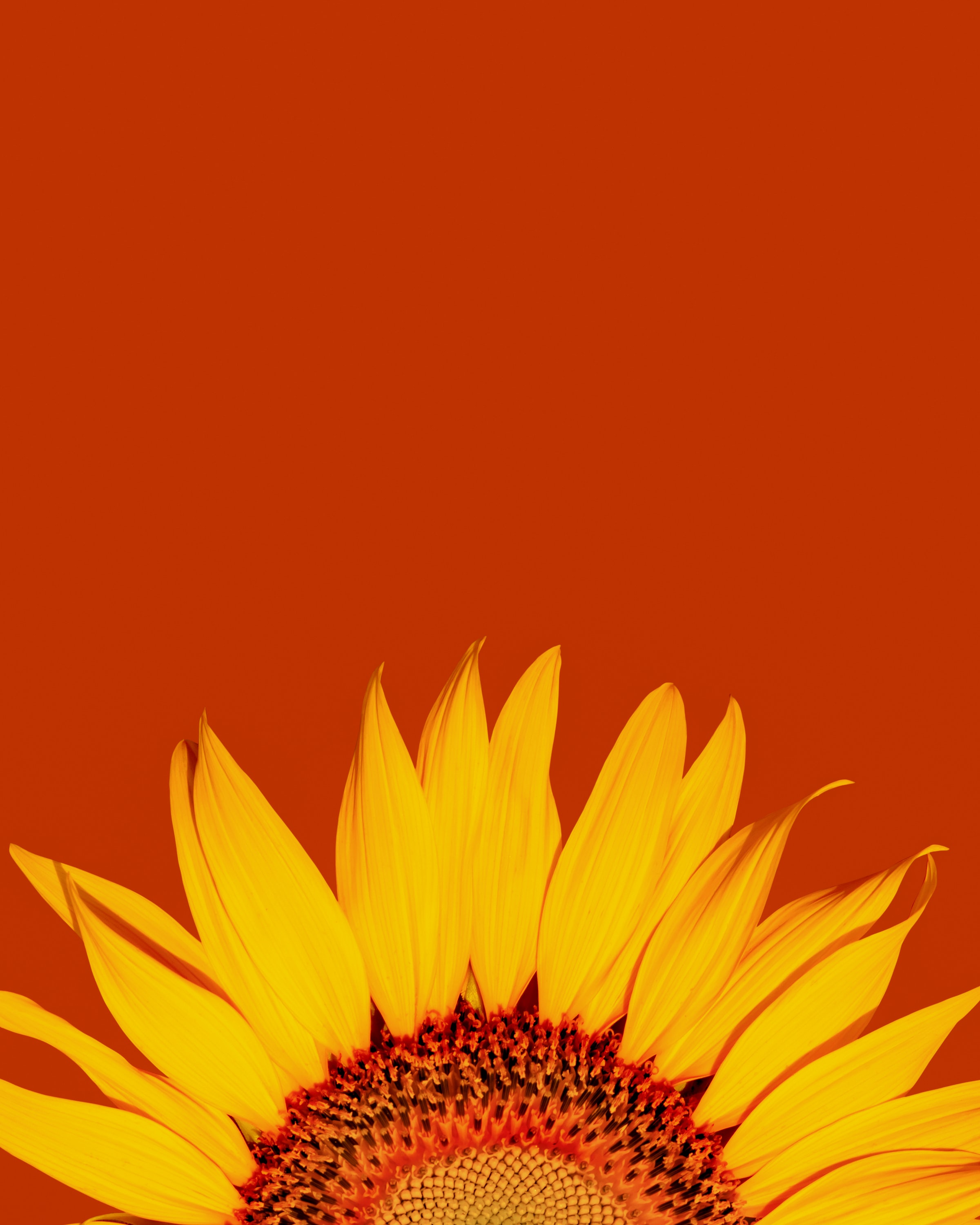 Download mobile wallpaper Petals, Macro, Flowers, Sunflower for free.
