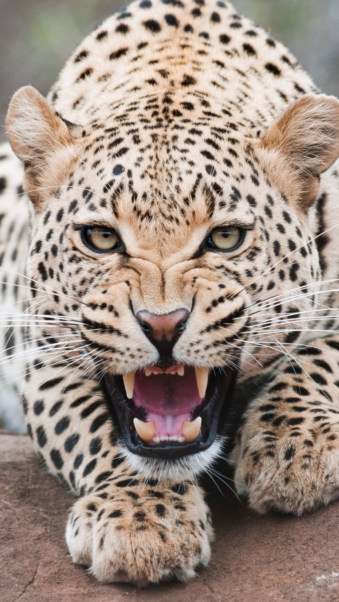 Descarga gratuita de fondo de pantalla para móvil de Animales, Gatos, Leopardo.