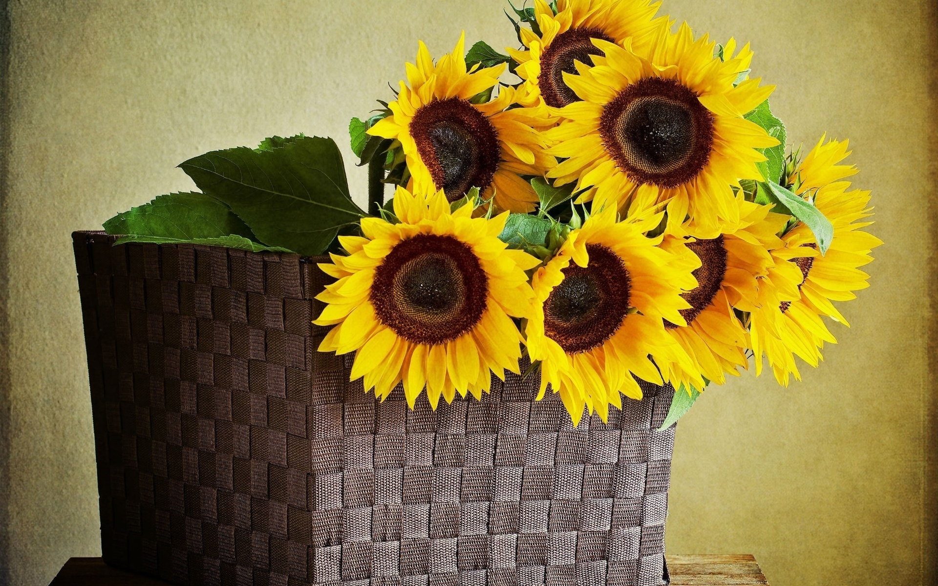 Download mobile wallpaper Flower, Sunflower, Man Made for free.