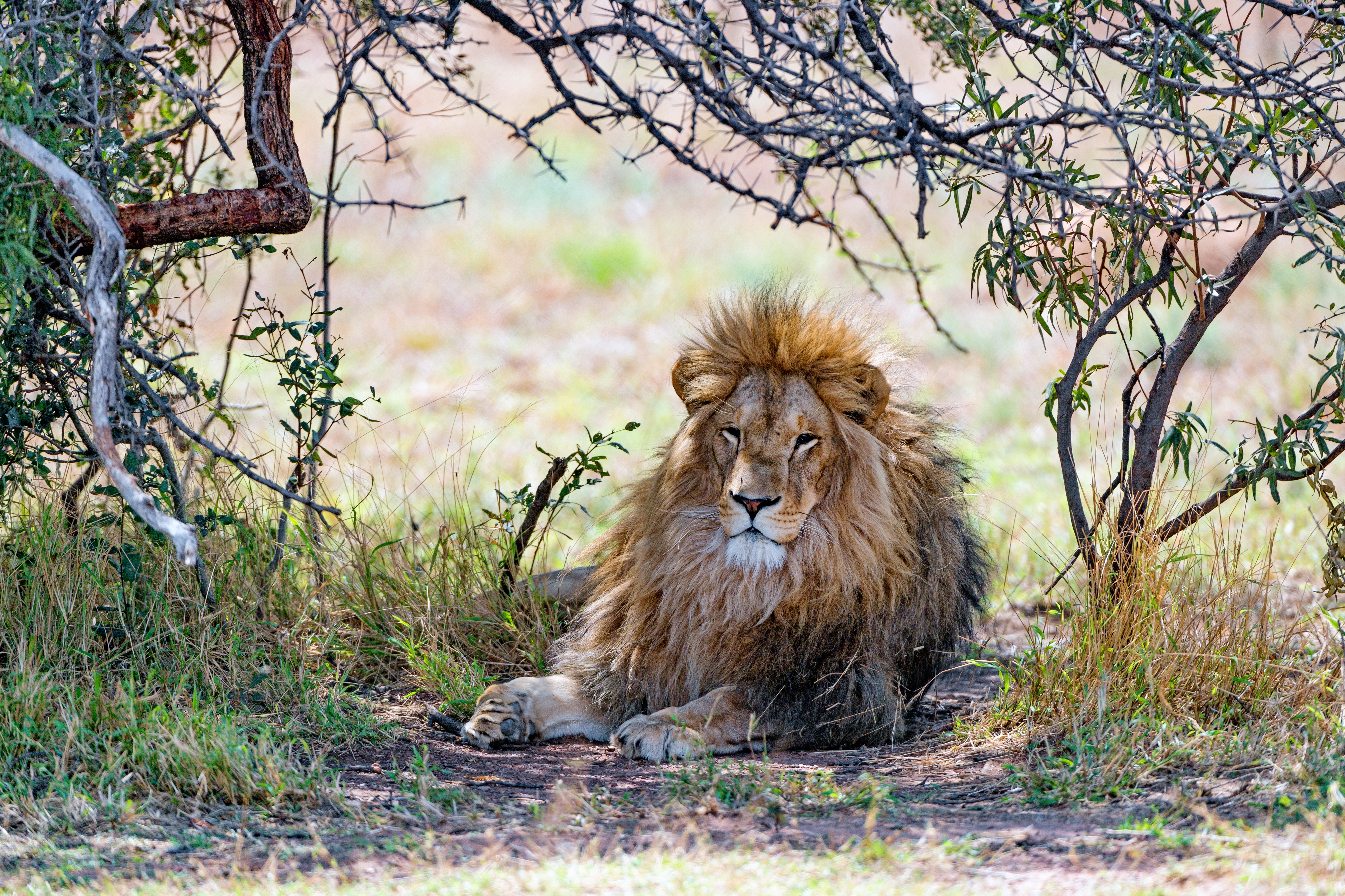 Téléchargez des papiers peints mobile Animaux, Chats, Lion gratuitement.