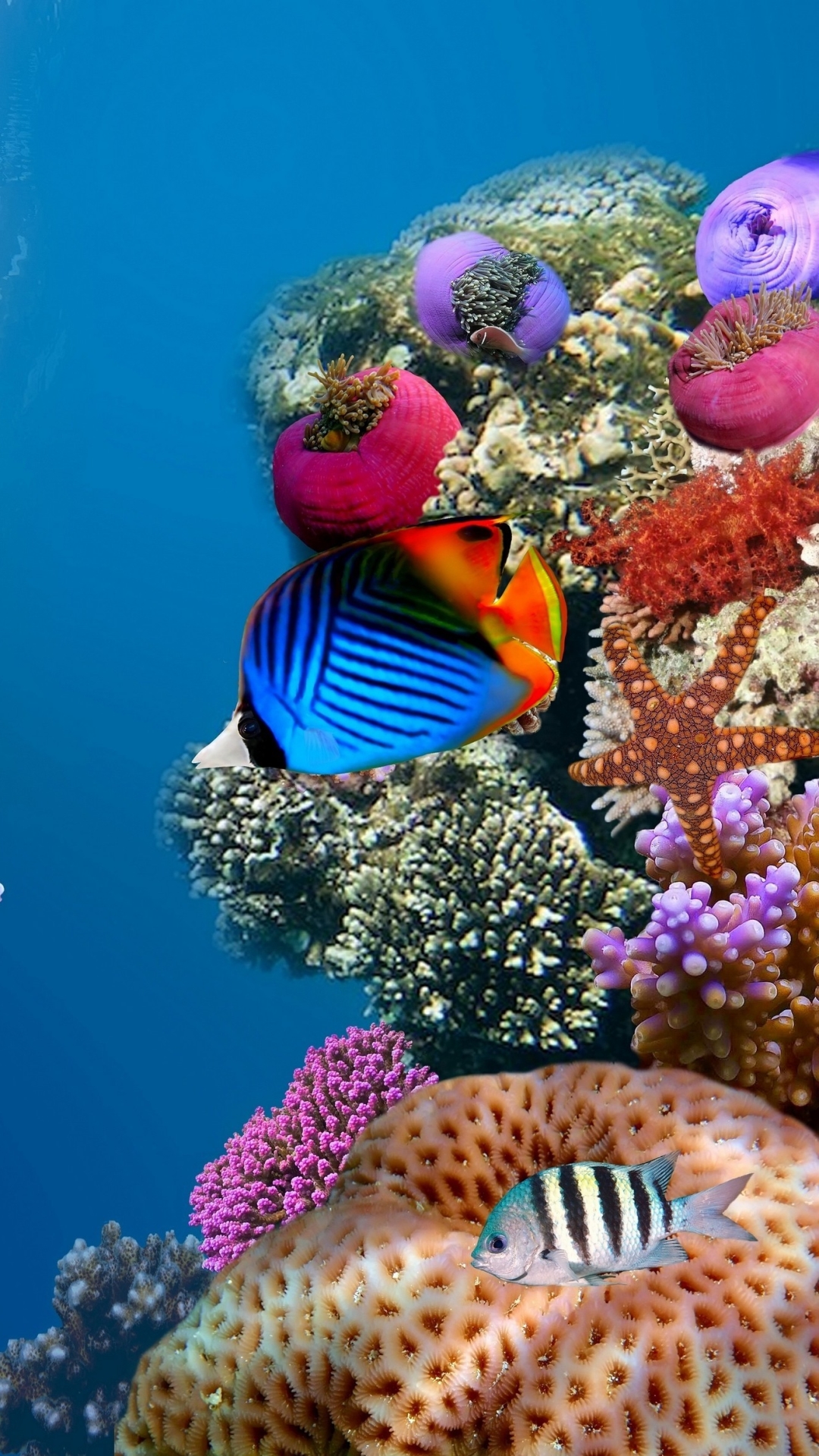 Download mobile wallpaper Fishes, Coral, Animal, Fish, Butterflyfish for free.