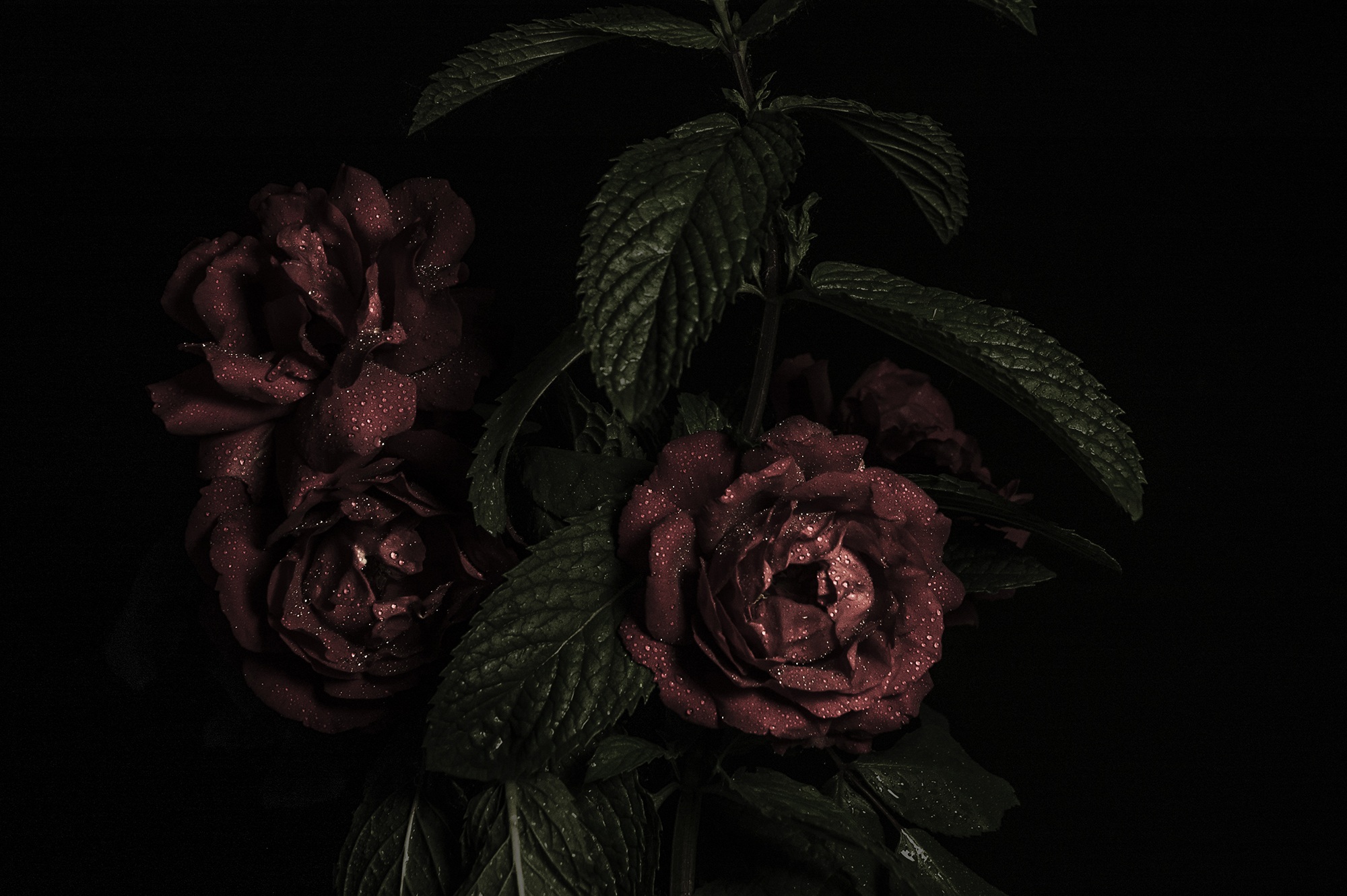 Free download wallpaper Flowers, Buds, Petals, Roses, Dark on your PC desktop