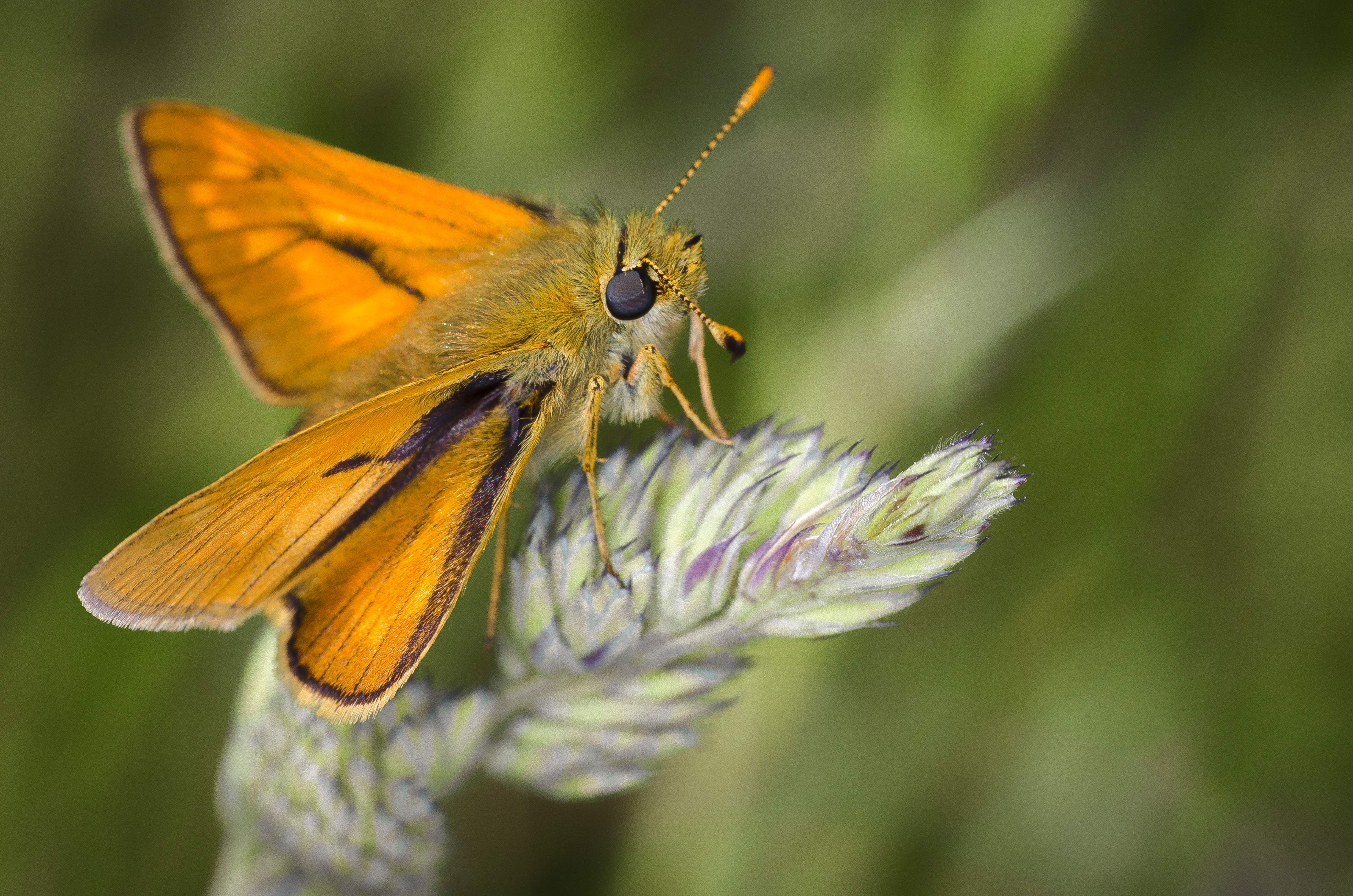 Free download wallpaper Moth, Macro, Plant, Butterfly on your PC desktop