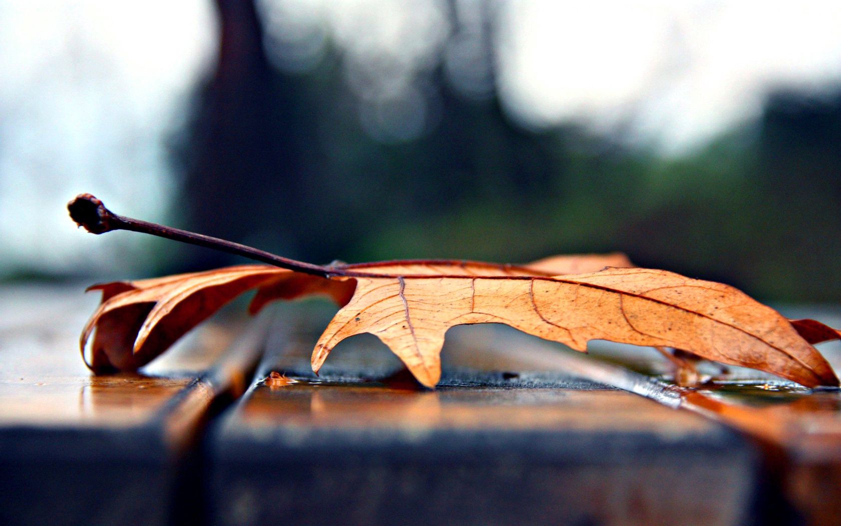 sheet, autumn, macro, leaf, dry, maple HD for desktop 1080p