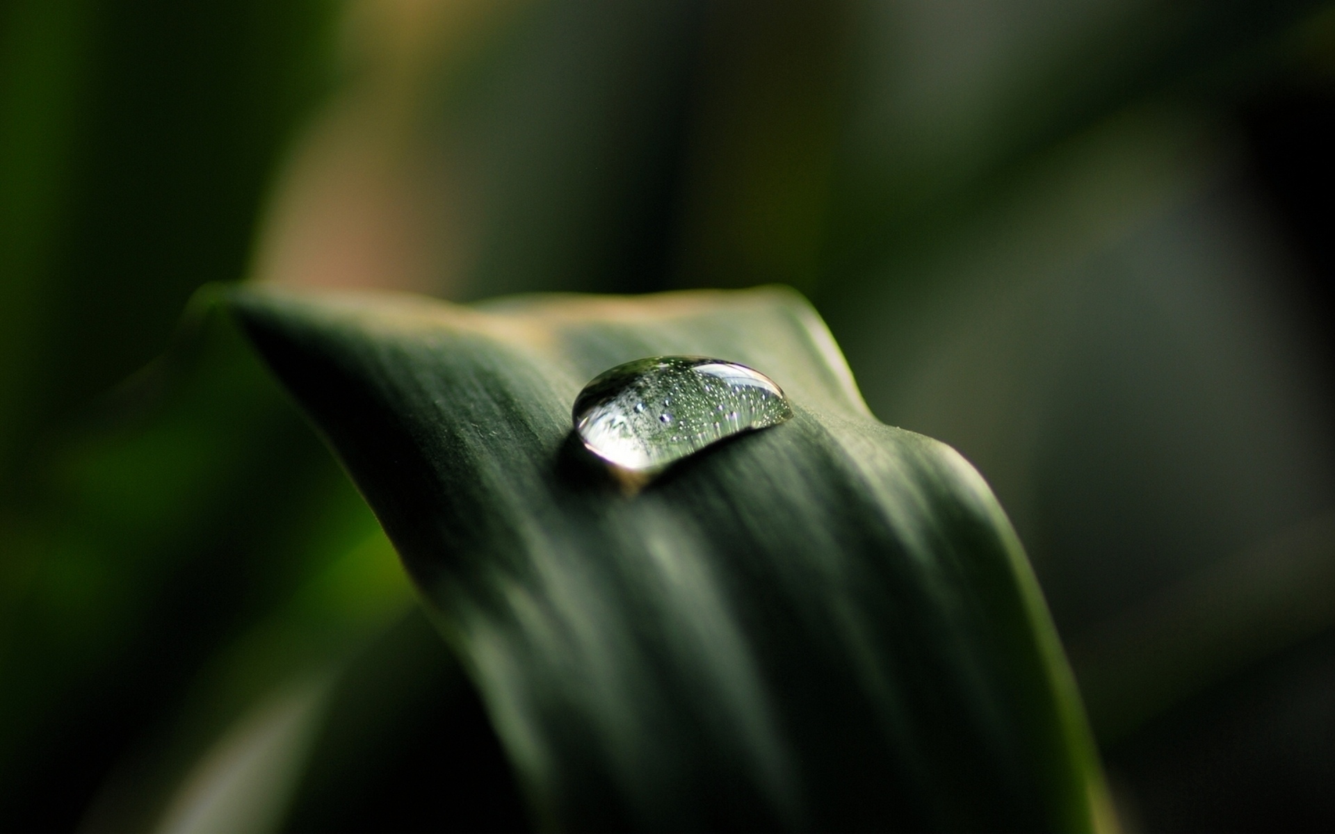 Download mobile wallpaper Water Drop, Earth for free.