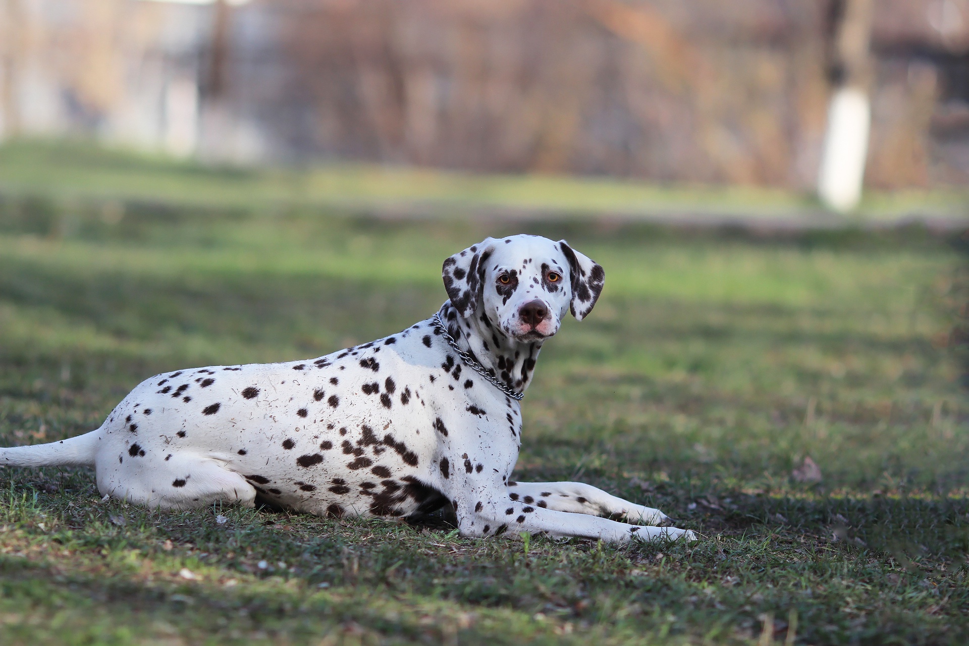Laden Sie das Tiere, Hunde, Hund, Dalmatiner-Bild kostenlos auf Ihren PC-Desktop herunter