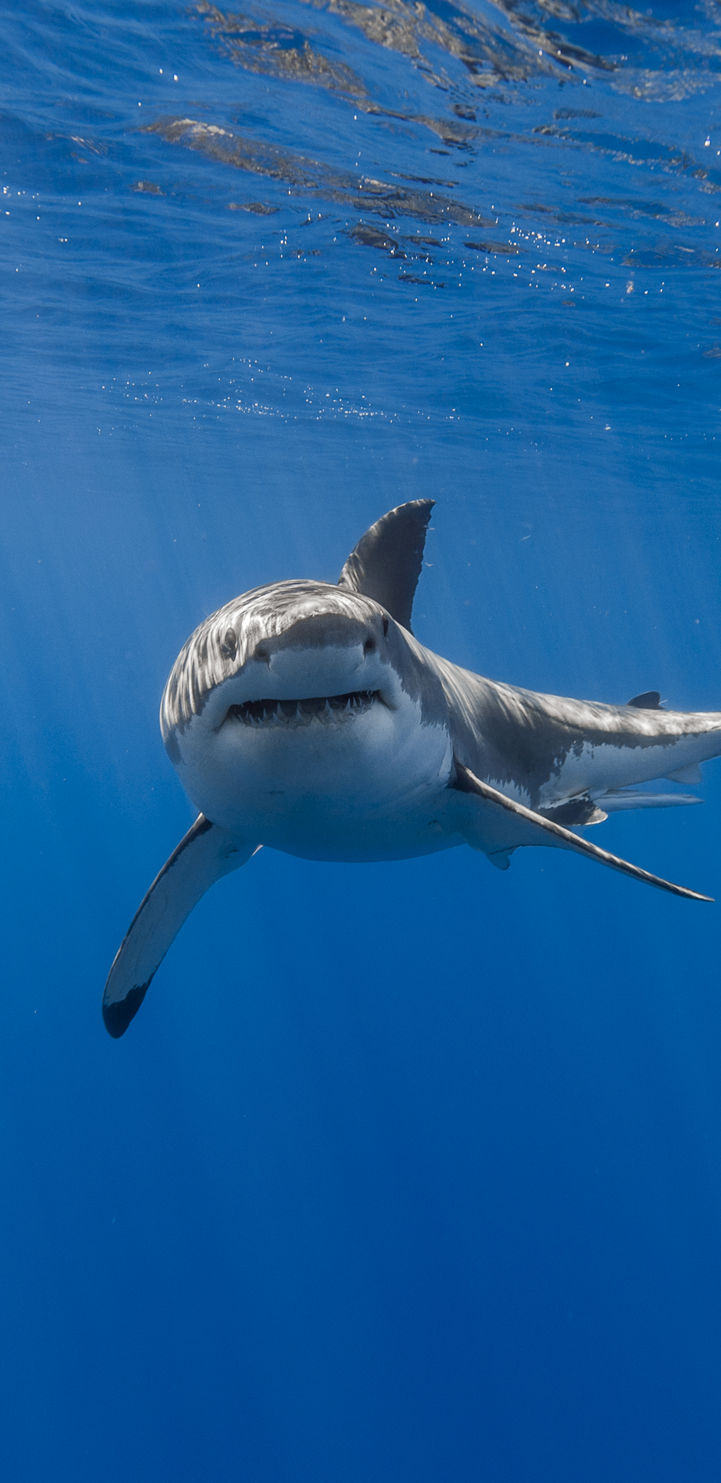 Free download wallpaper Sharks, Animal, Underwater, Shark, Sea Life on your PC desktop