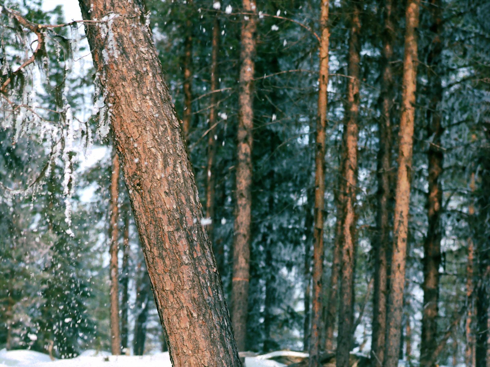 Скачать картинку Ствол, Снег, Деревья, Природа, Лес в телефон бесплатно.
