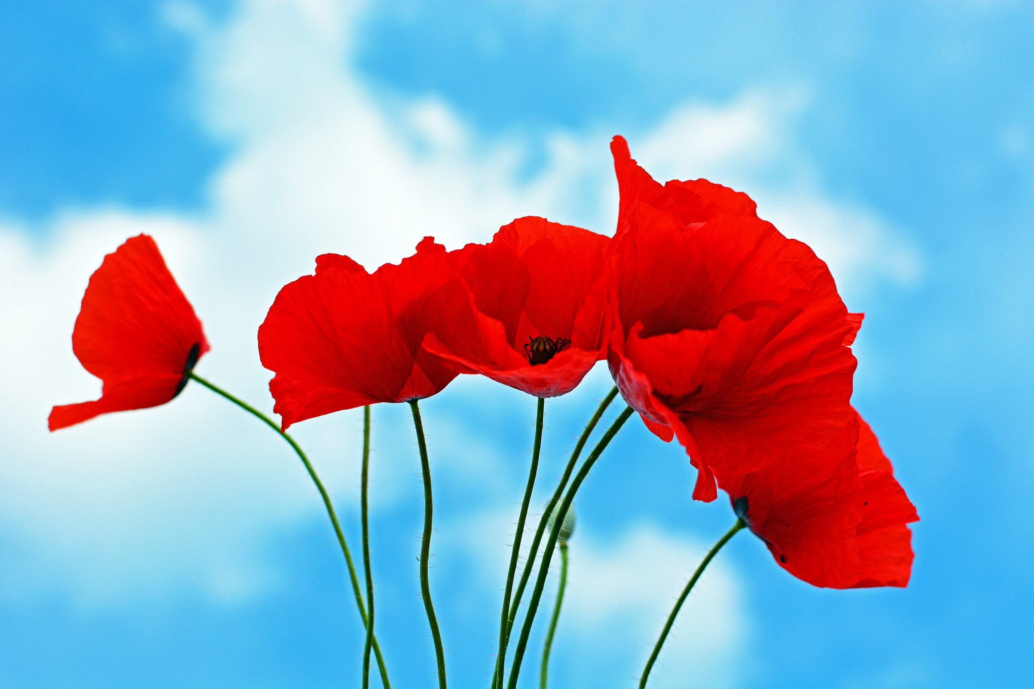 Free download wallpaper Nature, Flowers, Sky, Summer, Flower, Earth, Poppy, Red Flower on your PC desktop