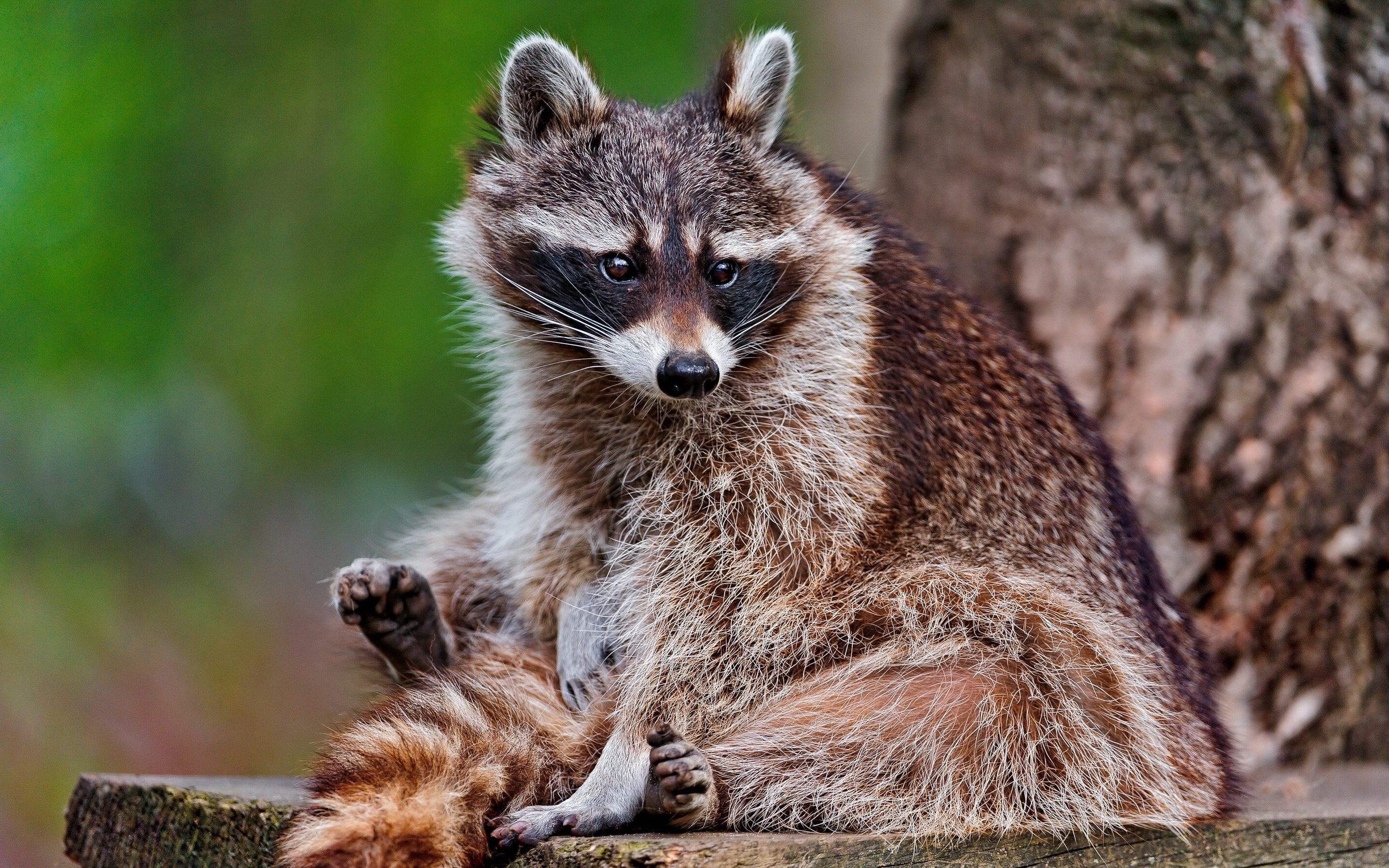 android raccoon, animals, sit, fluffy, animal
