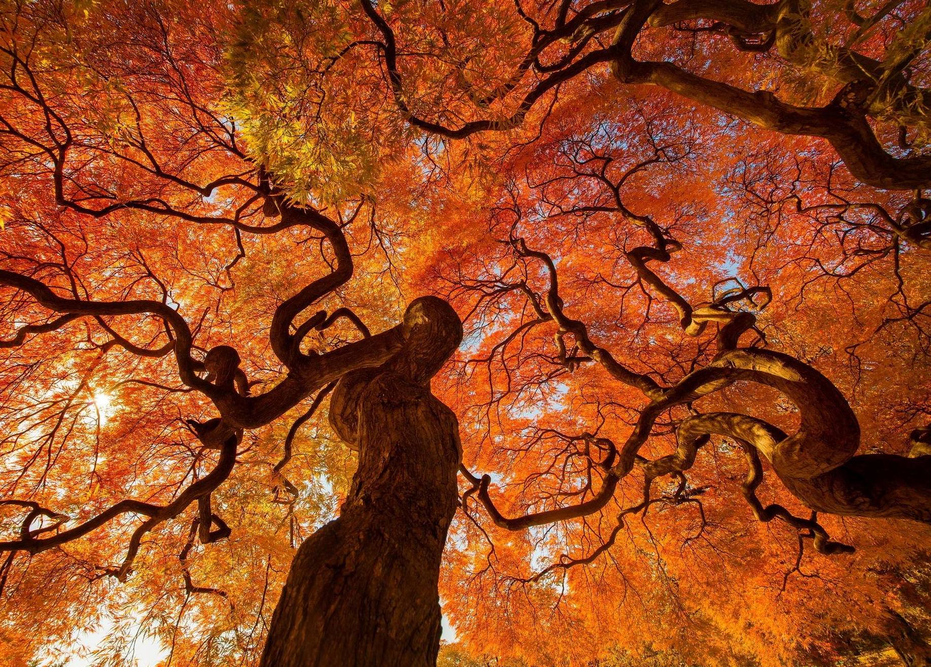 Скачати мобільні шпалери Токіо, Дерева, Японія, Парк, Дерево, Падіння, Земля безкоштовно.