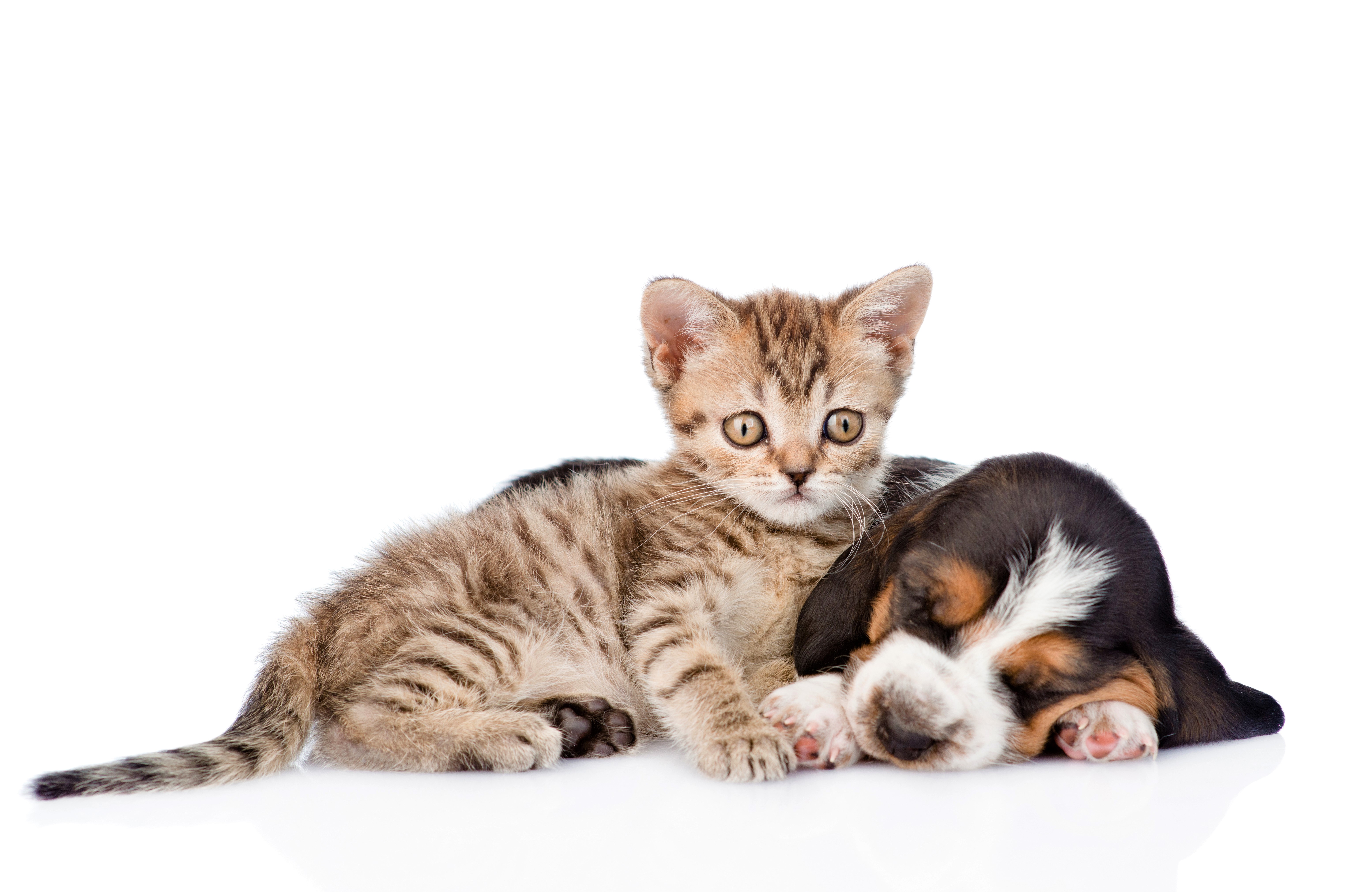 Laden Sie das Tiere, Katze, Kätzchen, Hund, Welpen, Schlafen, Tierbaby, Katz & Hund-Bild kostenlos auf Ihren PC-Desktop herunter