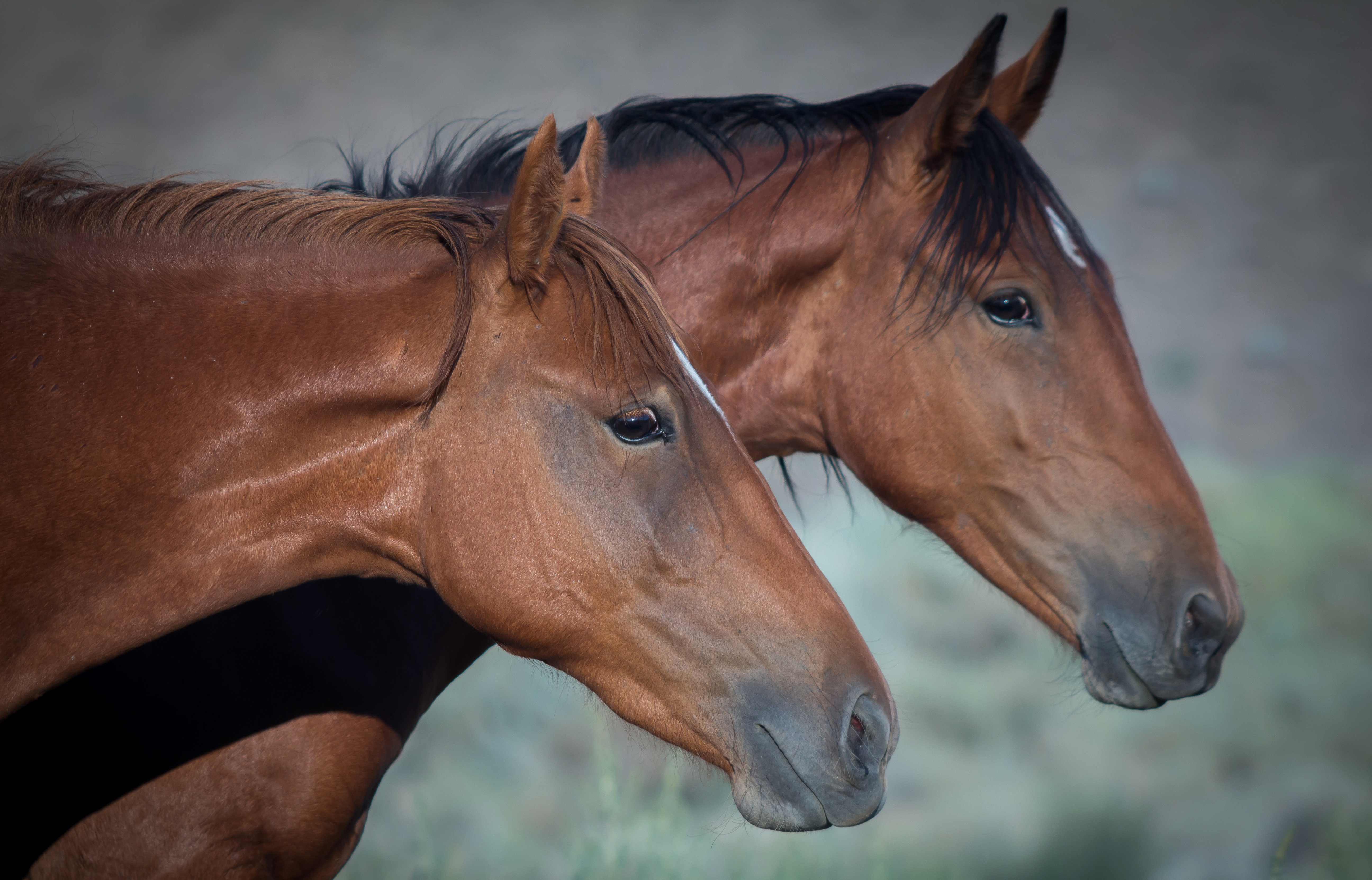 PCデスクトップに動物, 馬画像を無料でダウンロード