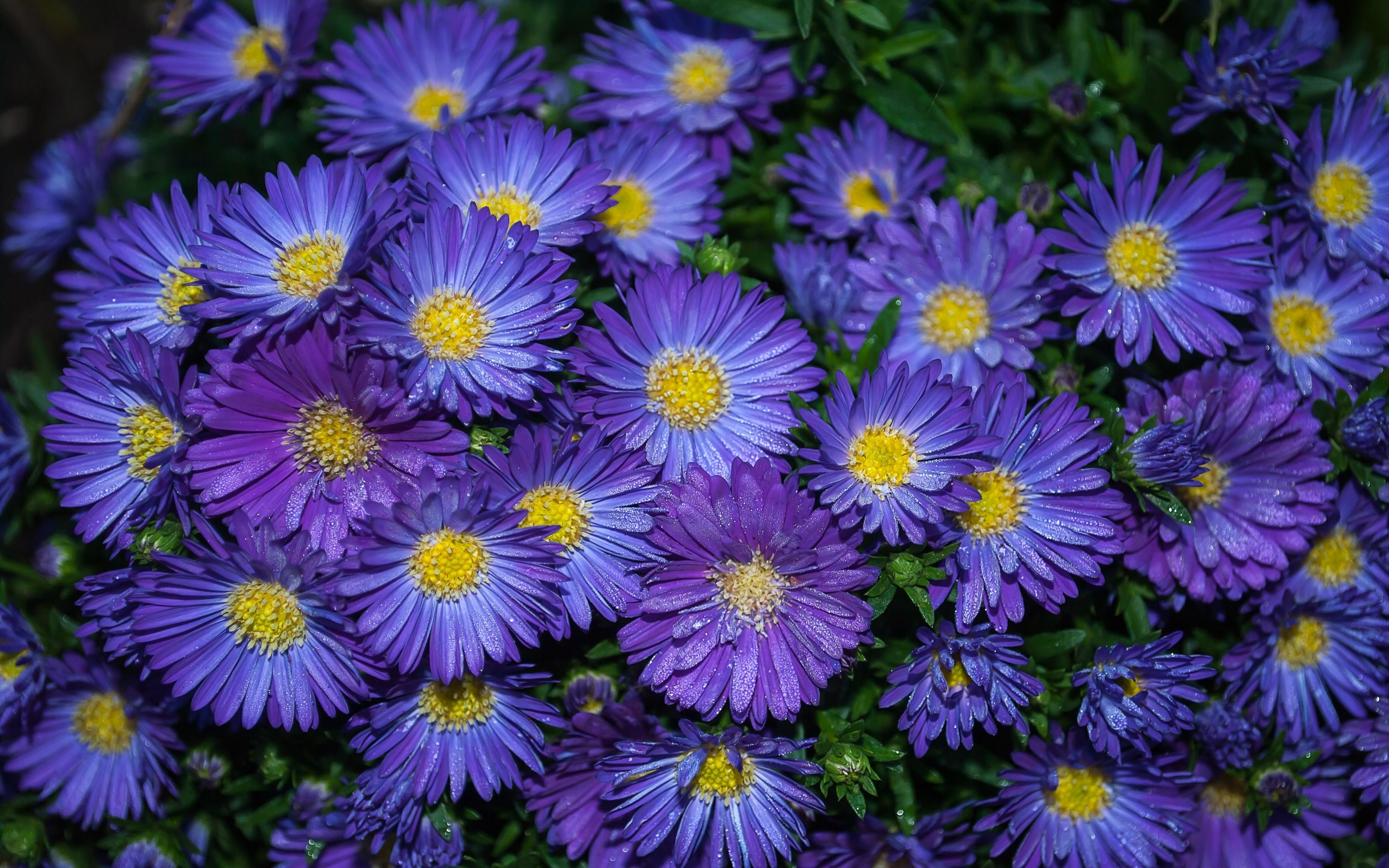 Téléchargez gratuitement l'image Fleurs, Fleur, Fleur Mauve, La Nature, Terre/nature sur le bureau de votre PC