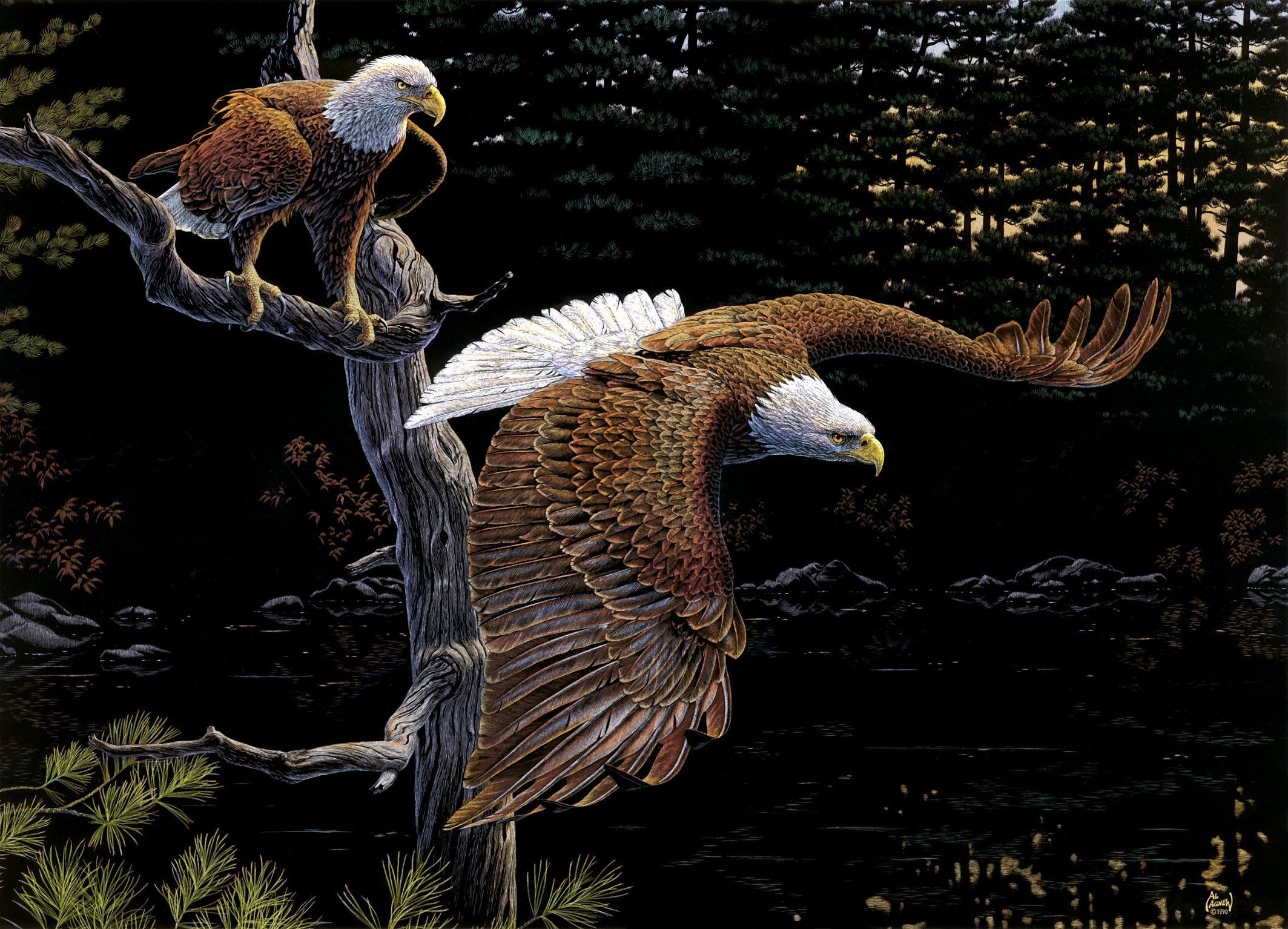 285619 baixar papel de parede aves, animais, águia de cabeça branca - protetores de tela e imagens gratuitamente