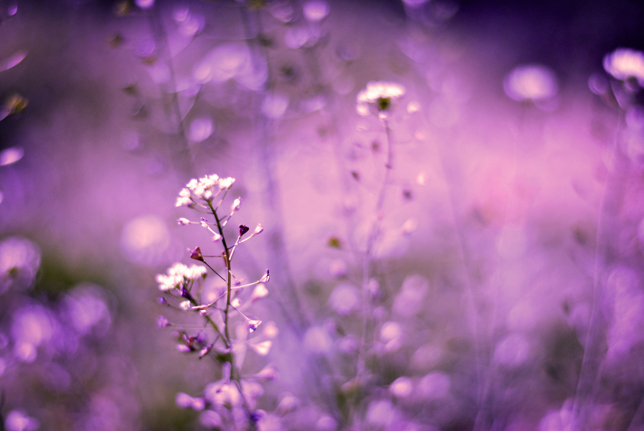 Téléchargez gratuitement l'image Fleurs, Fleur, Terre/nature sur le bureau de votre PC