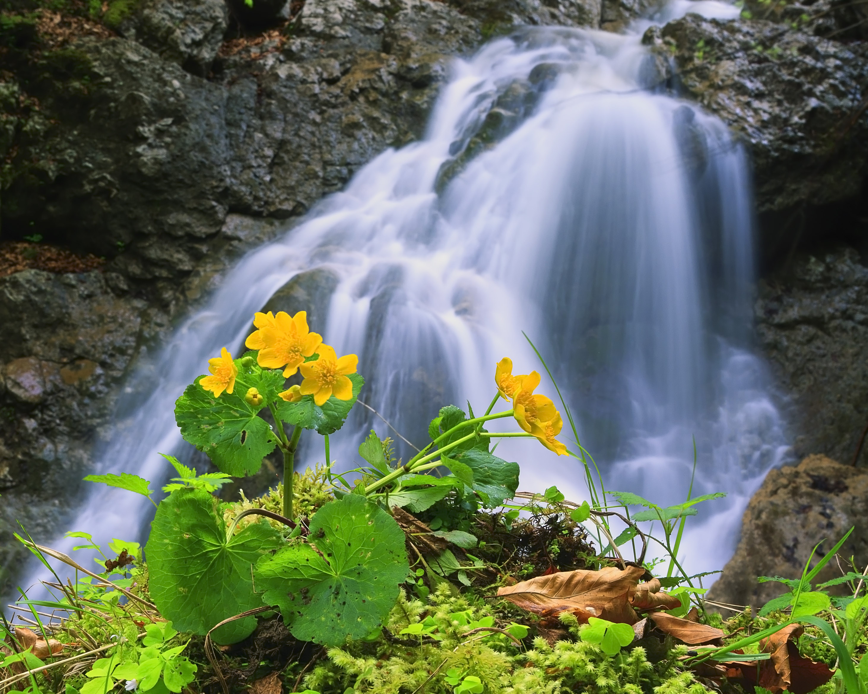 Free download wallpaper Nature, Rocks, Flower, Waterfall on your PC desktop