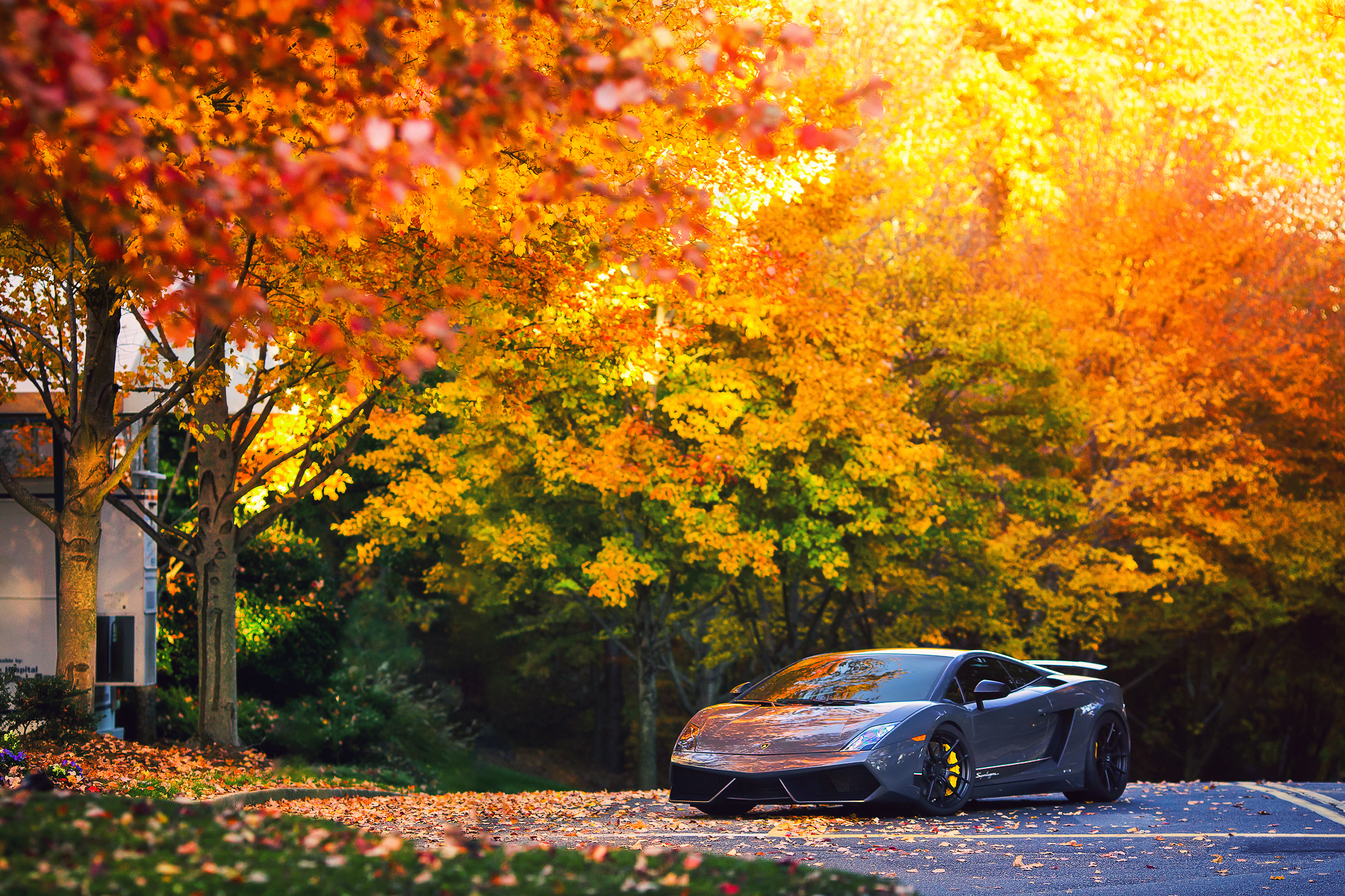 Laden Sie das Herbst, Lamborghini, Lamborghini Gallardo, Fahrzeuge-Bild kostenlos auf Ihren PC-Desktop herunter
