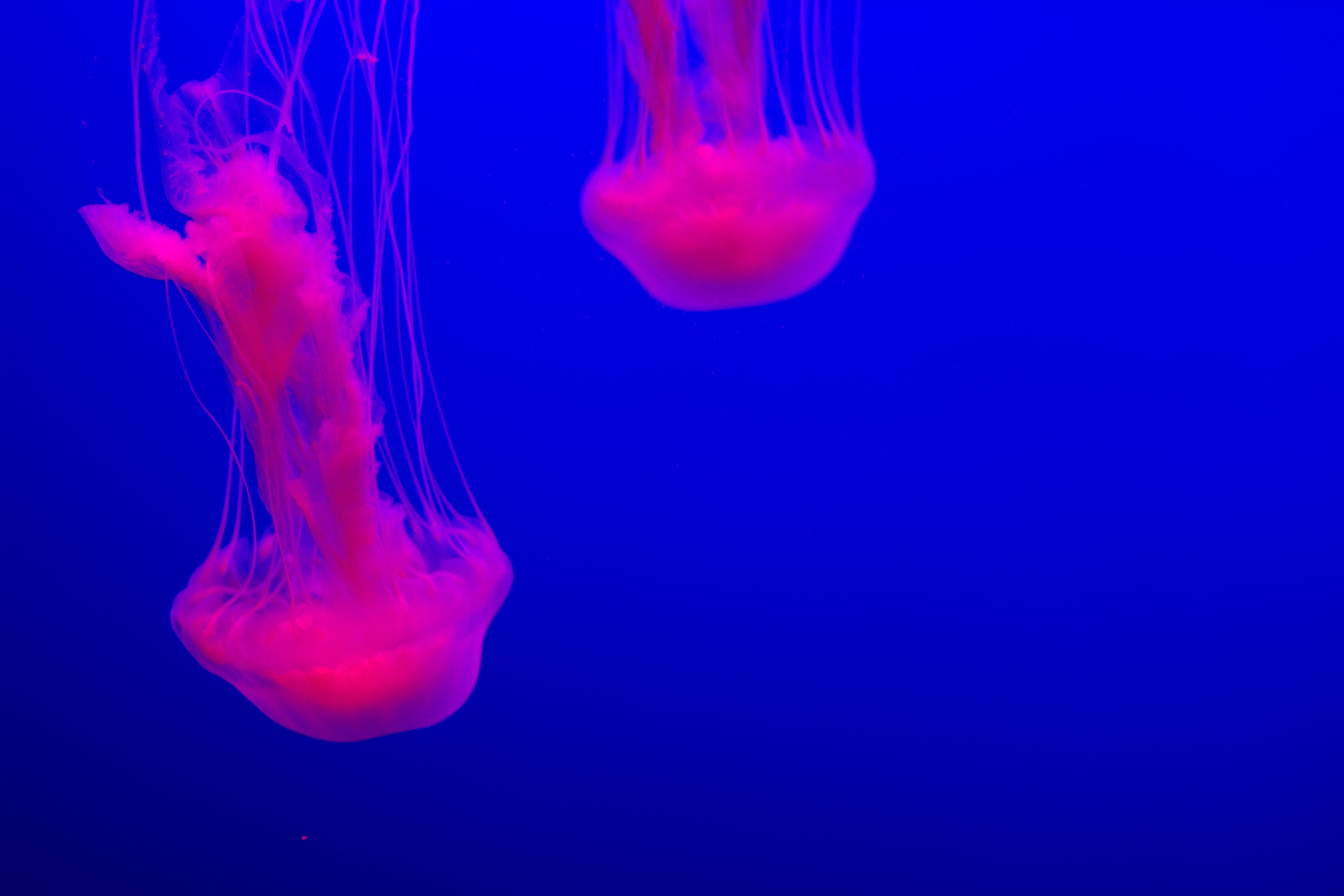 141247 скачать картинку подводный мир, животные, синий, розовый, свечение, медуза - обои и заставки бесплатно