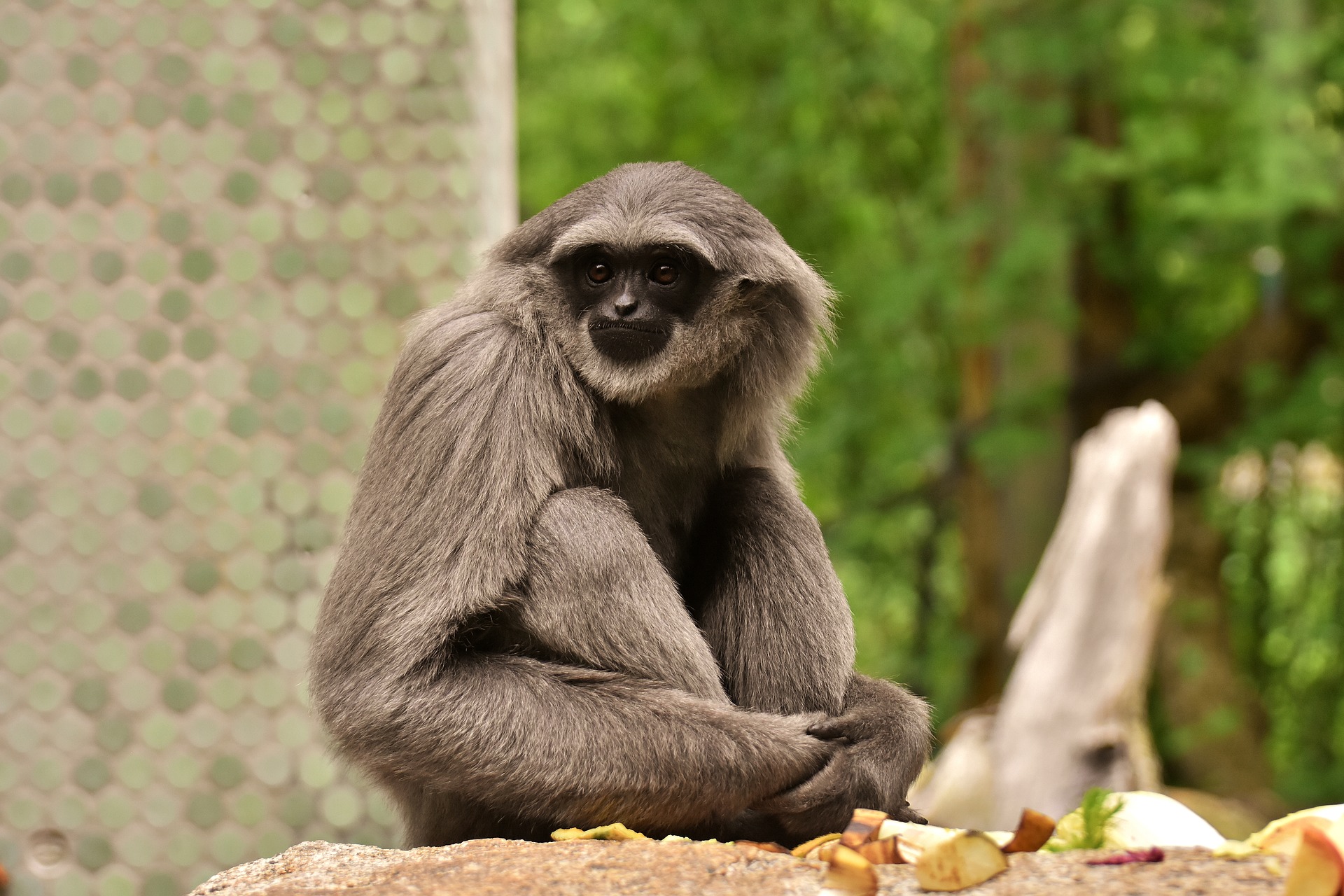 Download mobile wallpaper Monkeys, Monkey, Animal, Zoo, Primate, Gibbon for free.
