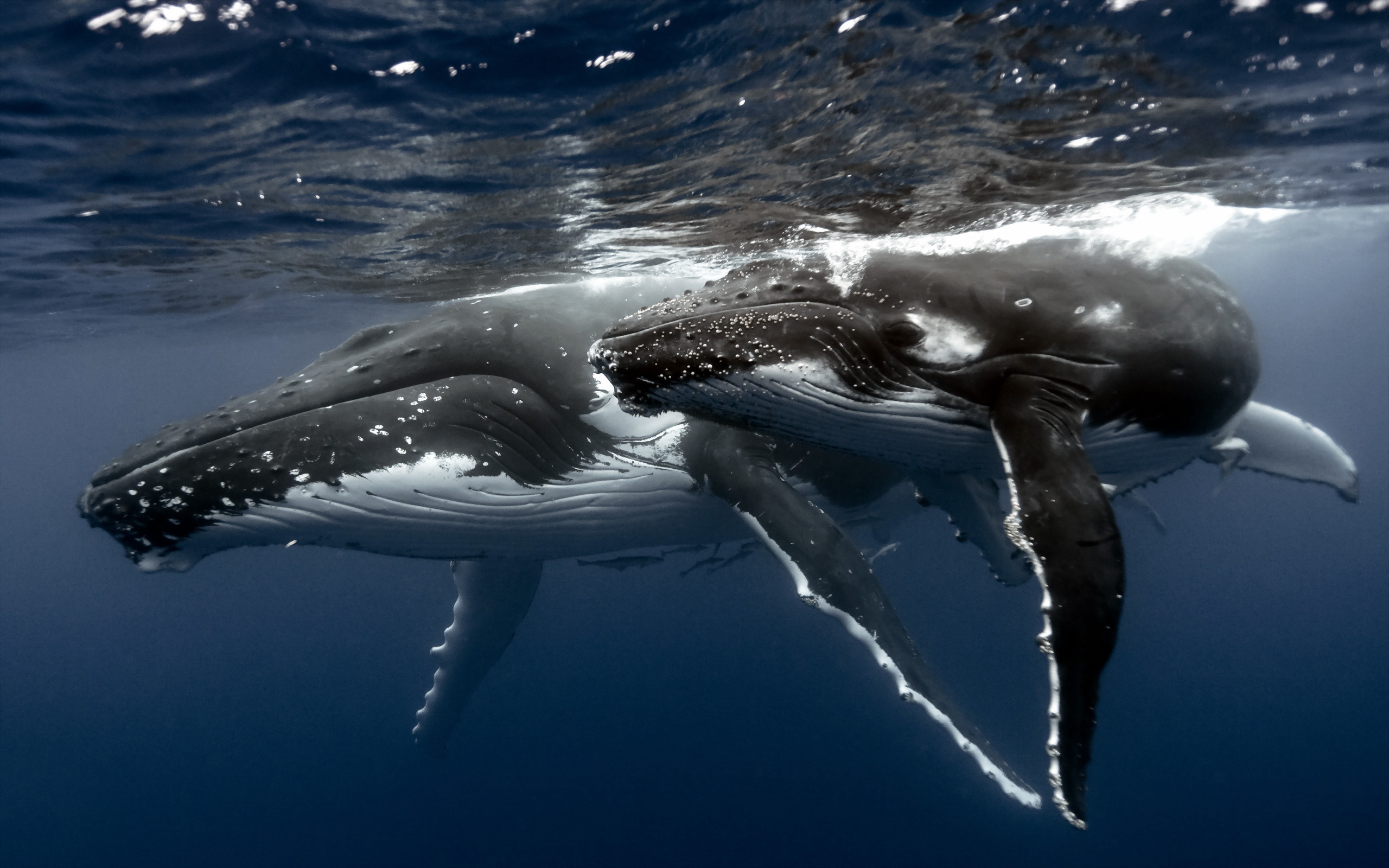 Download mobile wallpaper Animal, Whale for free.