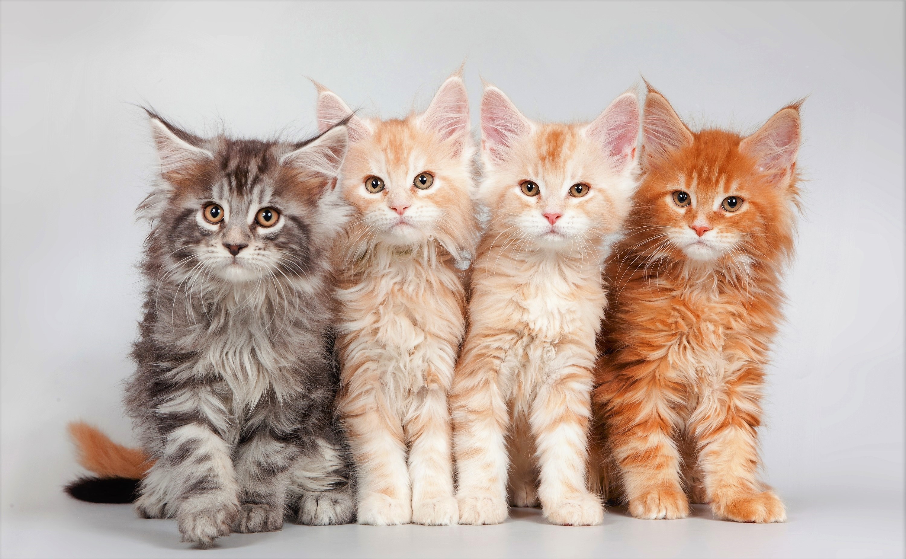 kitten, maine coon, animal, cat, baby animal, cute, cats