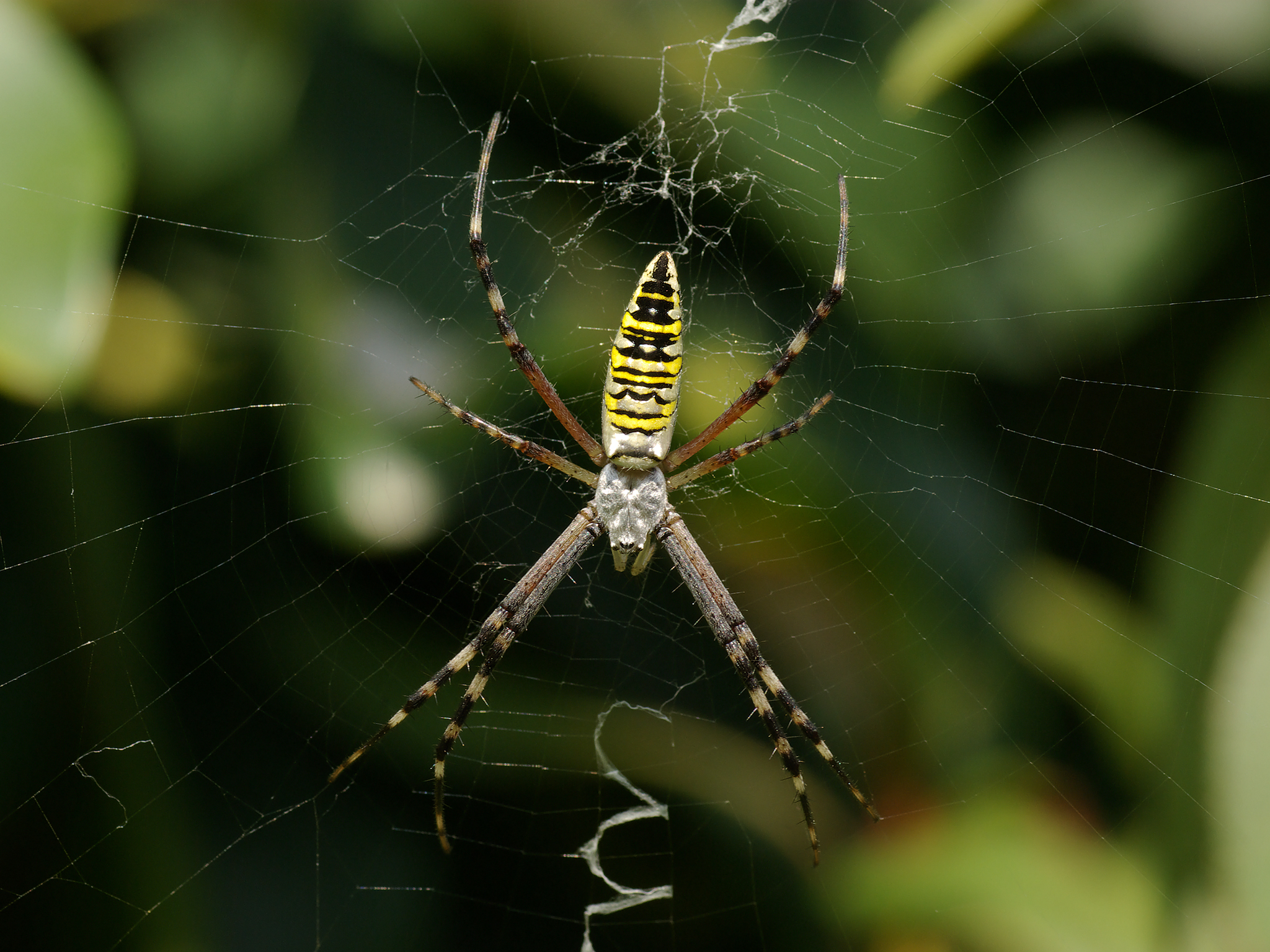 Laden Sie das Tiere, Spinne, Spinnen-Bild kostenlos auf Ihren PC-Desktop herunter
