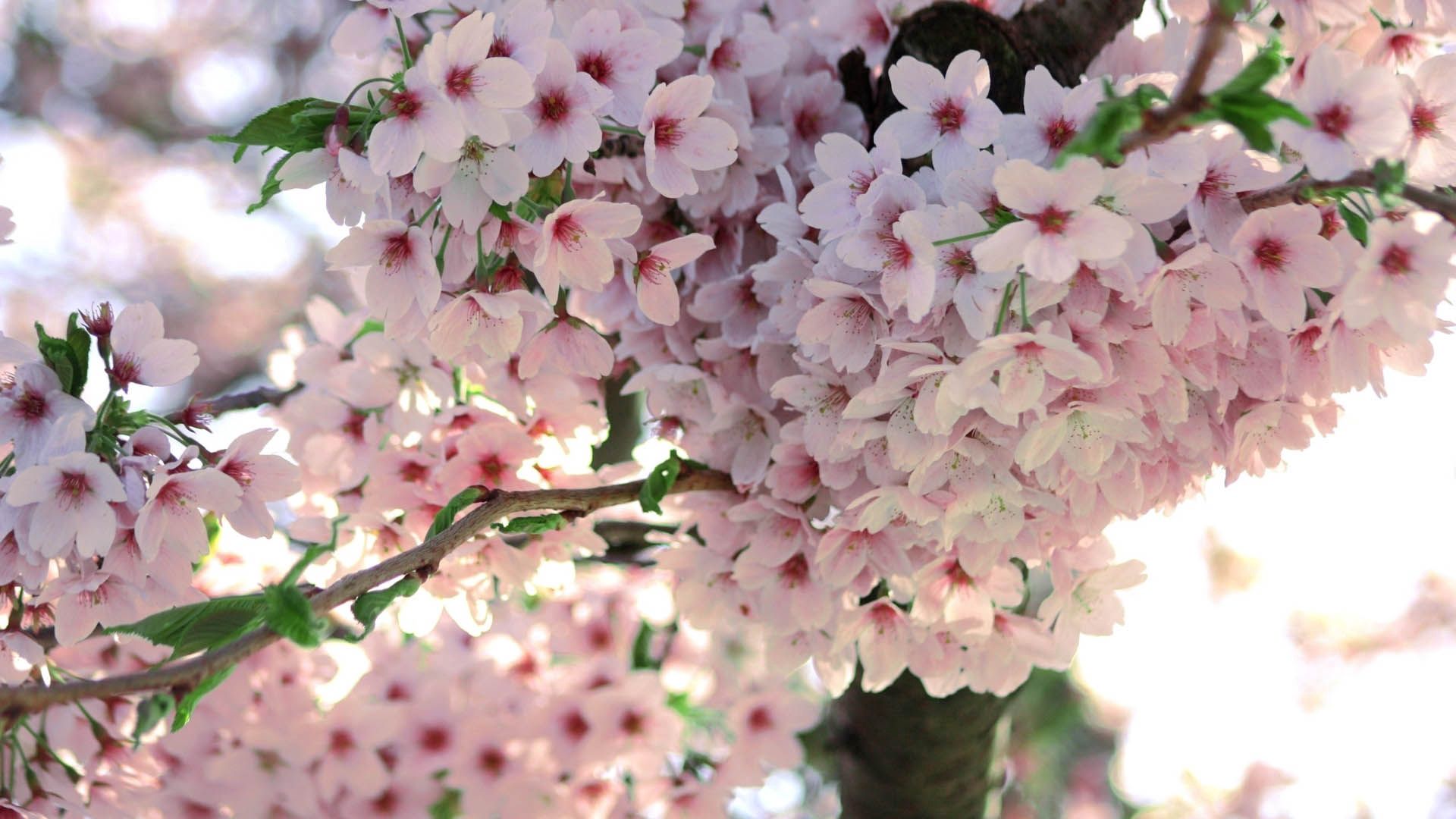 Free download wallpaper Flowers, Pink, Plant, Petals on your PC desktop