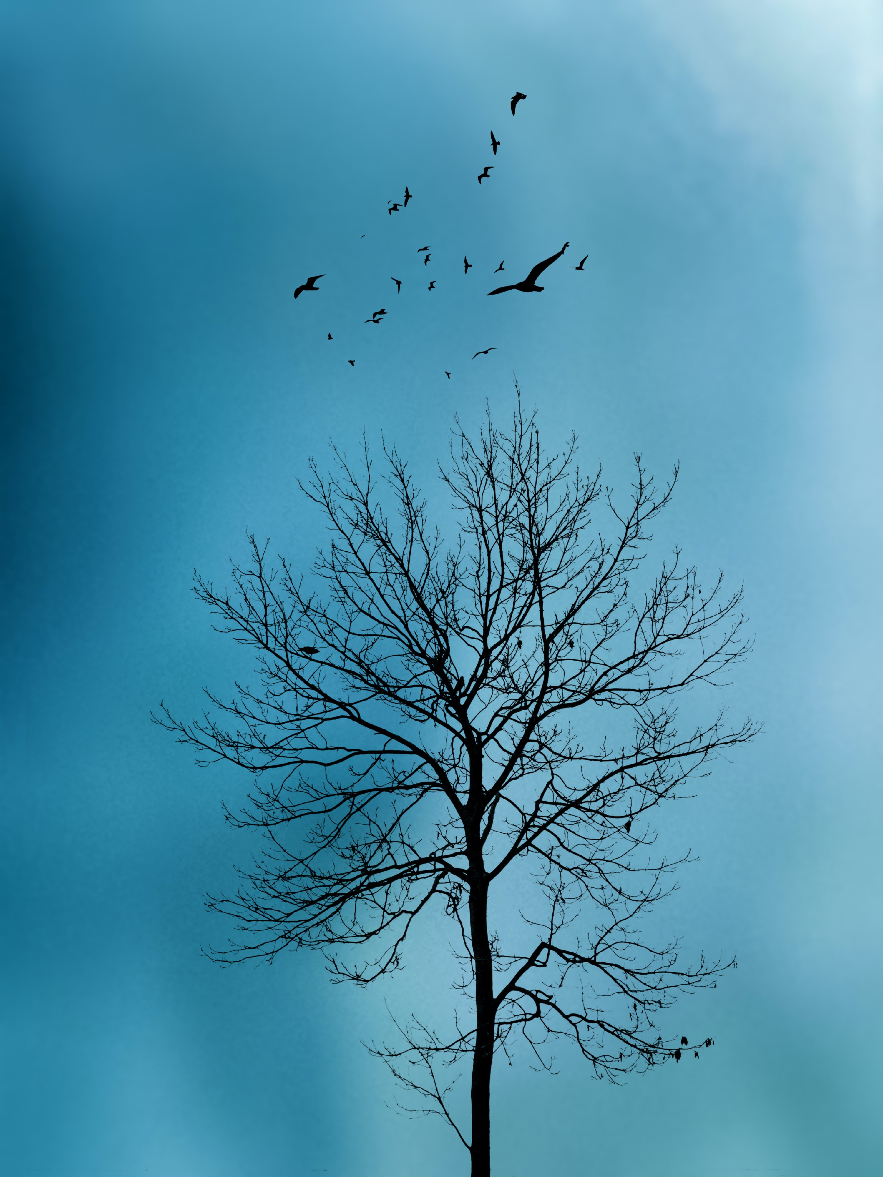 Скачать обои бесплатно Птицы, Дерево, Небо, Природа картинка на рабочий стол ПК