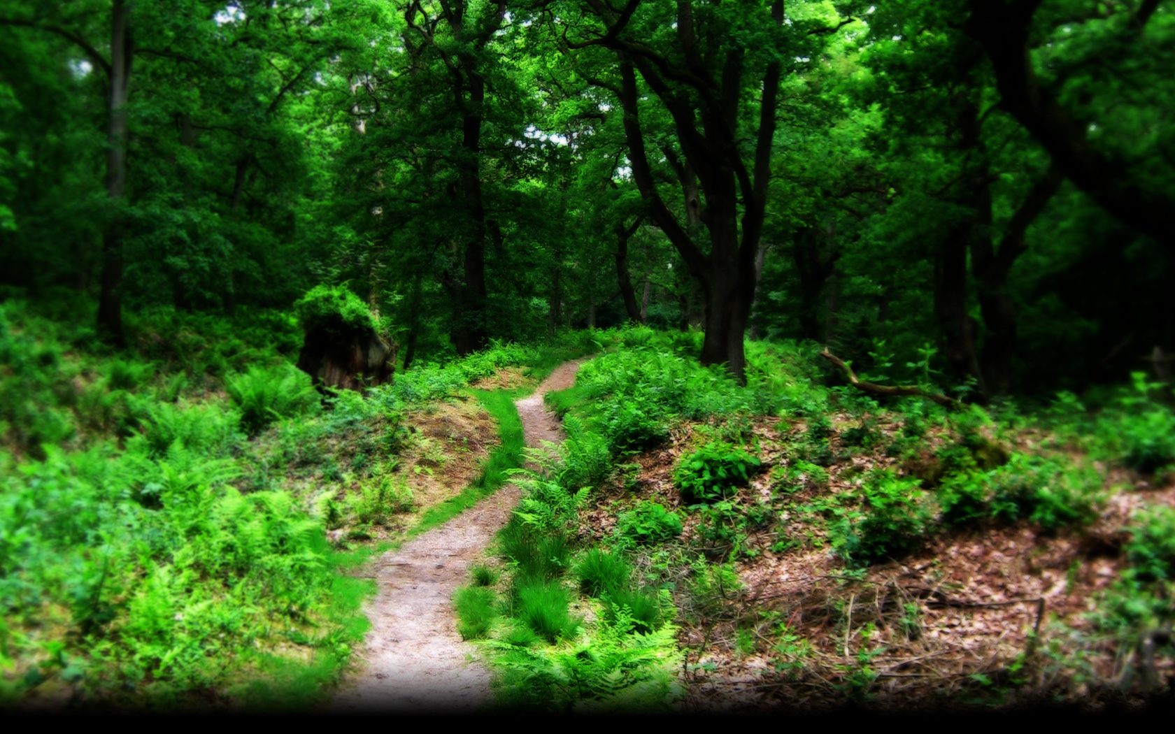 Download mobile wallpaper Forest, Tree, Earth, Path for free.