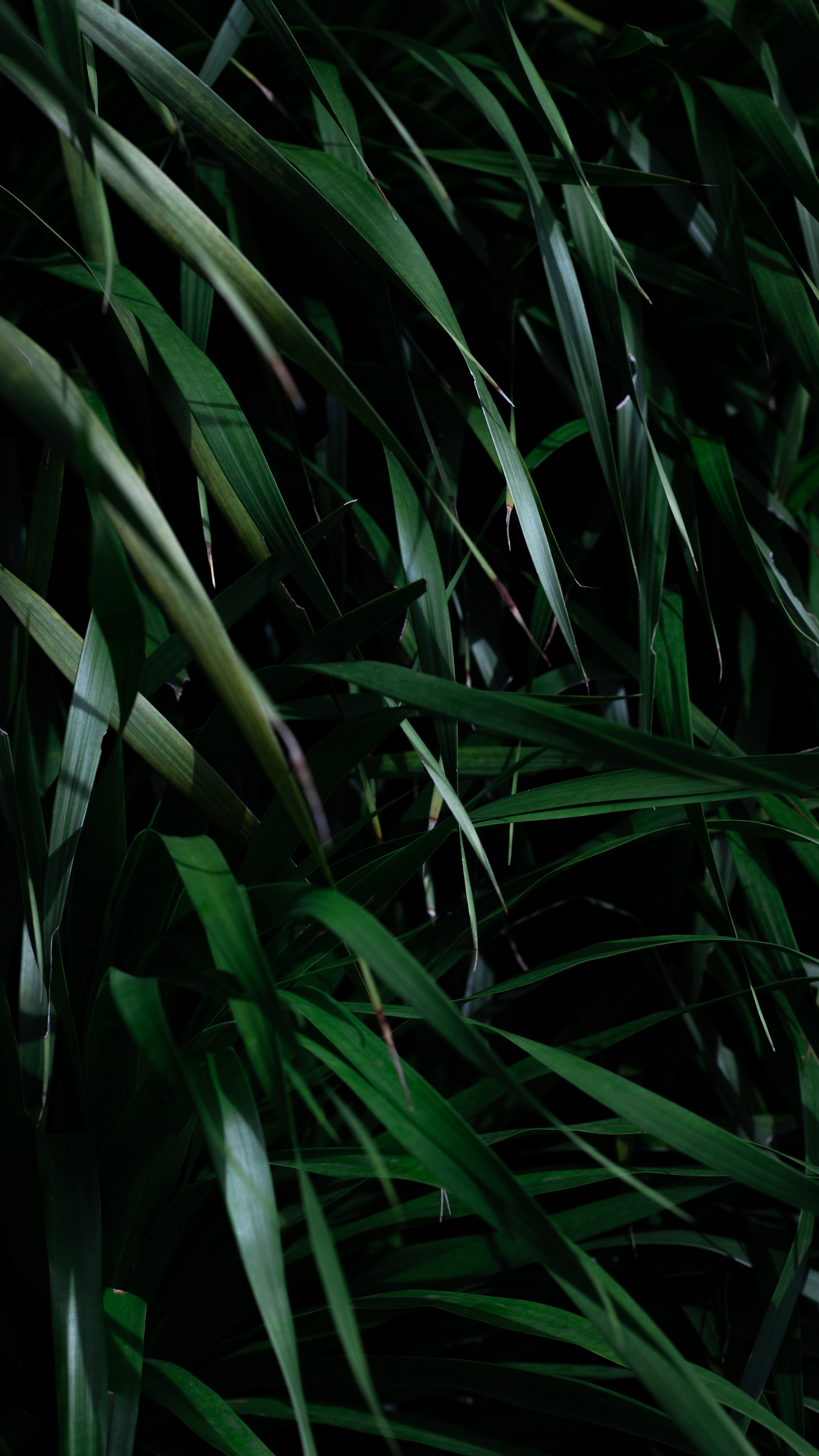Download mobile wallpaper Grass, Shadows, Leaves, Plant, Dark for free.