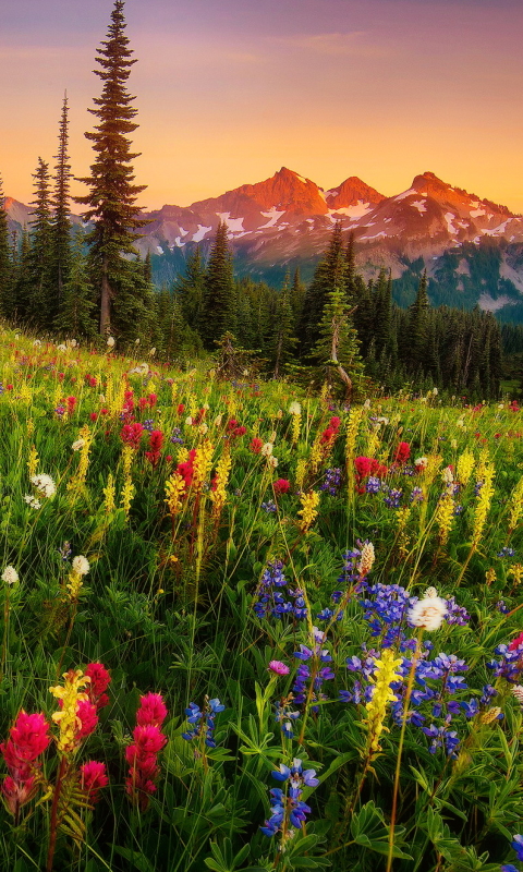 Download mobile wallpaper Landscape, Grass, Mountain, Flower, Earth, Meadow, Mount Rainier, Moonrise for free.