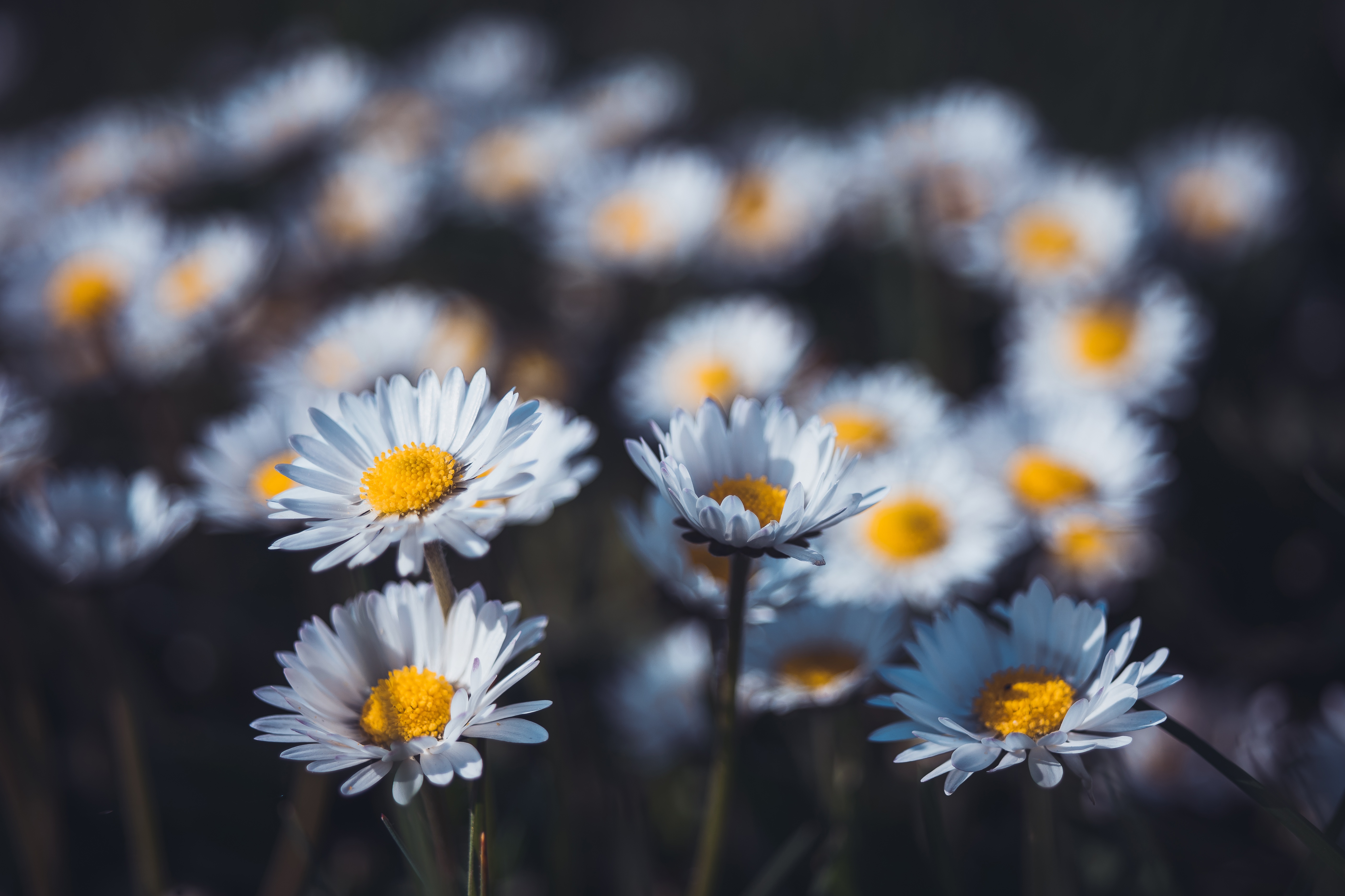 Free download wallpaper Nature, Flowers, Flower, Earth, Daisy, White Flower on your PC desktop