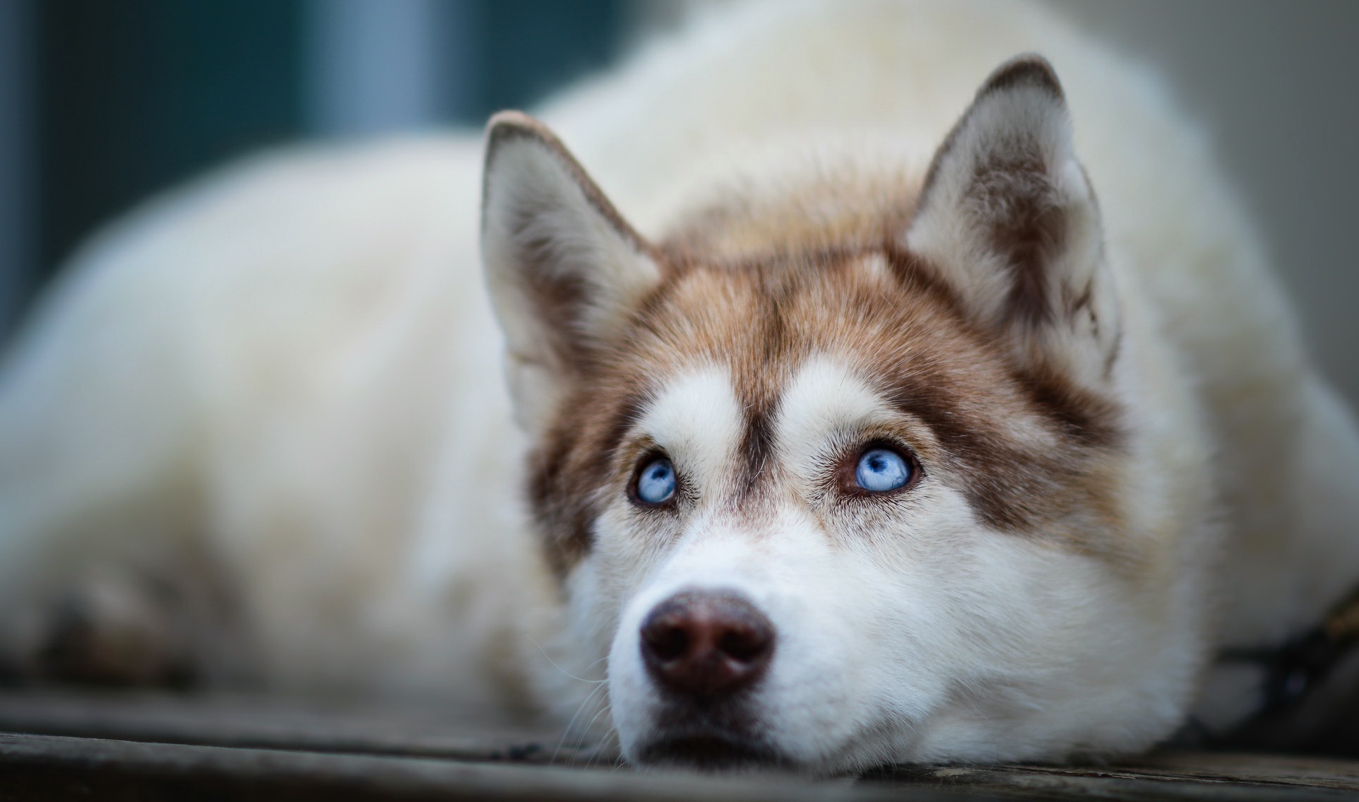 Laden Sie das Tiere, Hunde, Hund, Schnauze, Blaue Augen, Sibirischer Husky, Schlittenhund-Bild kostenlos auf Ihren PC-Desktop herunter