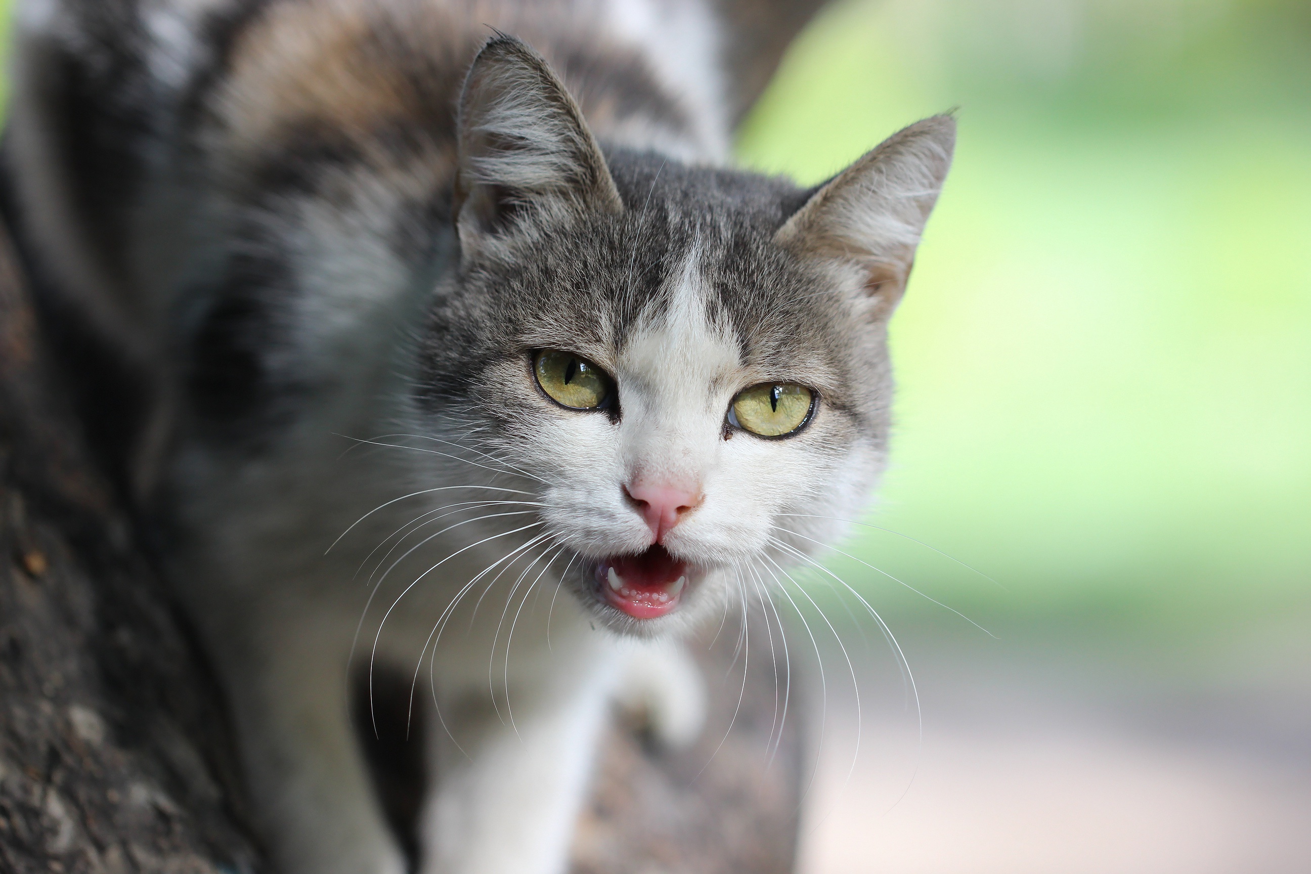 482701 Protetores de tela e papéis de parede Gatos em seu telefone. Baixe  fotos gratuitamente