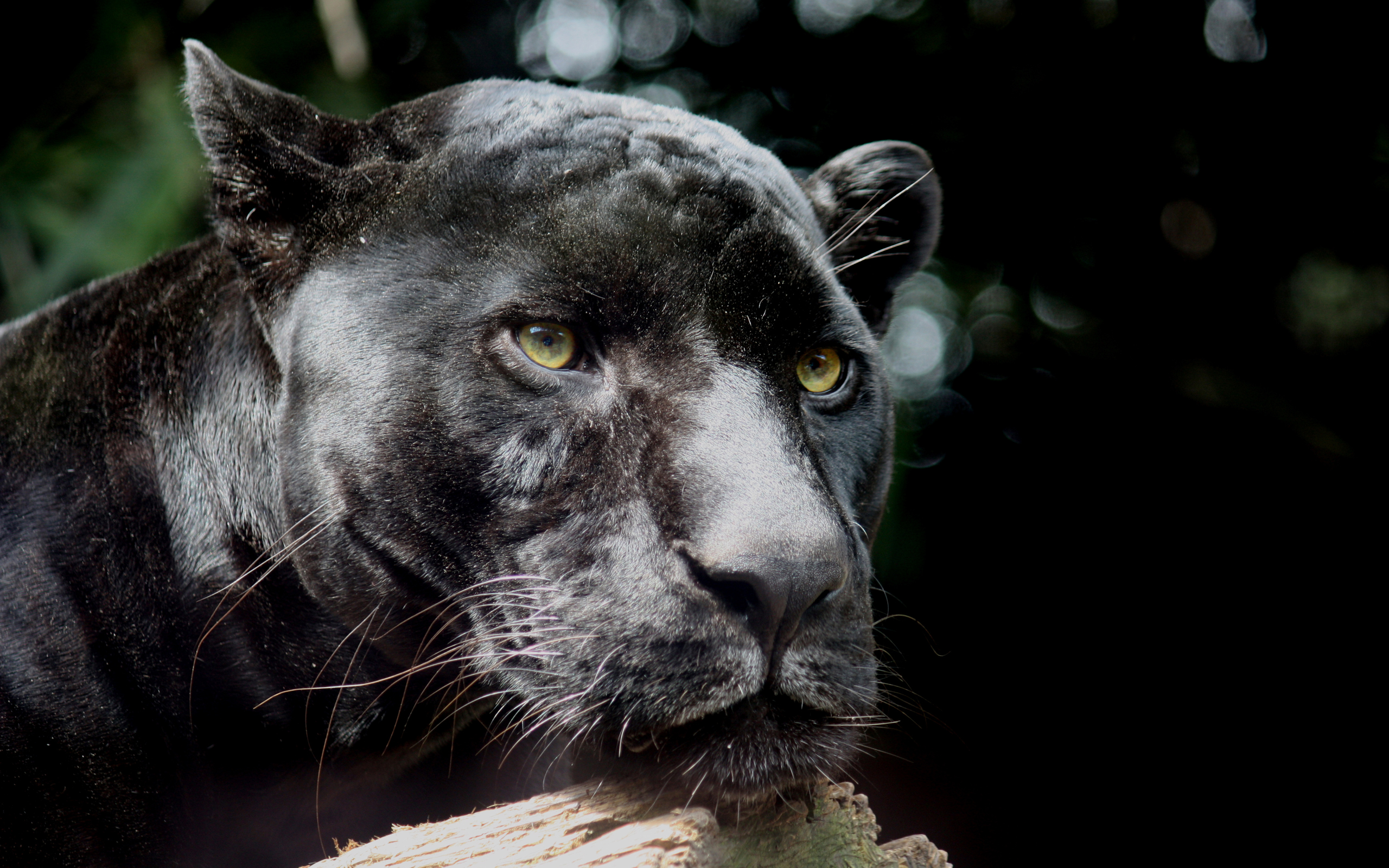 Free download wallpaper Black Panther, Cats, Animal on your PC desktop