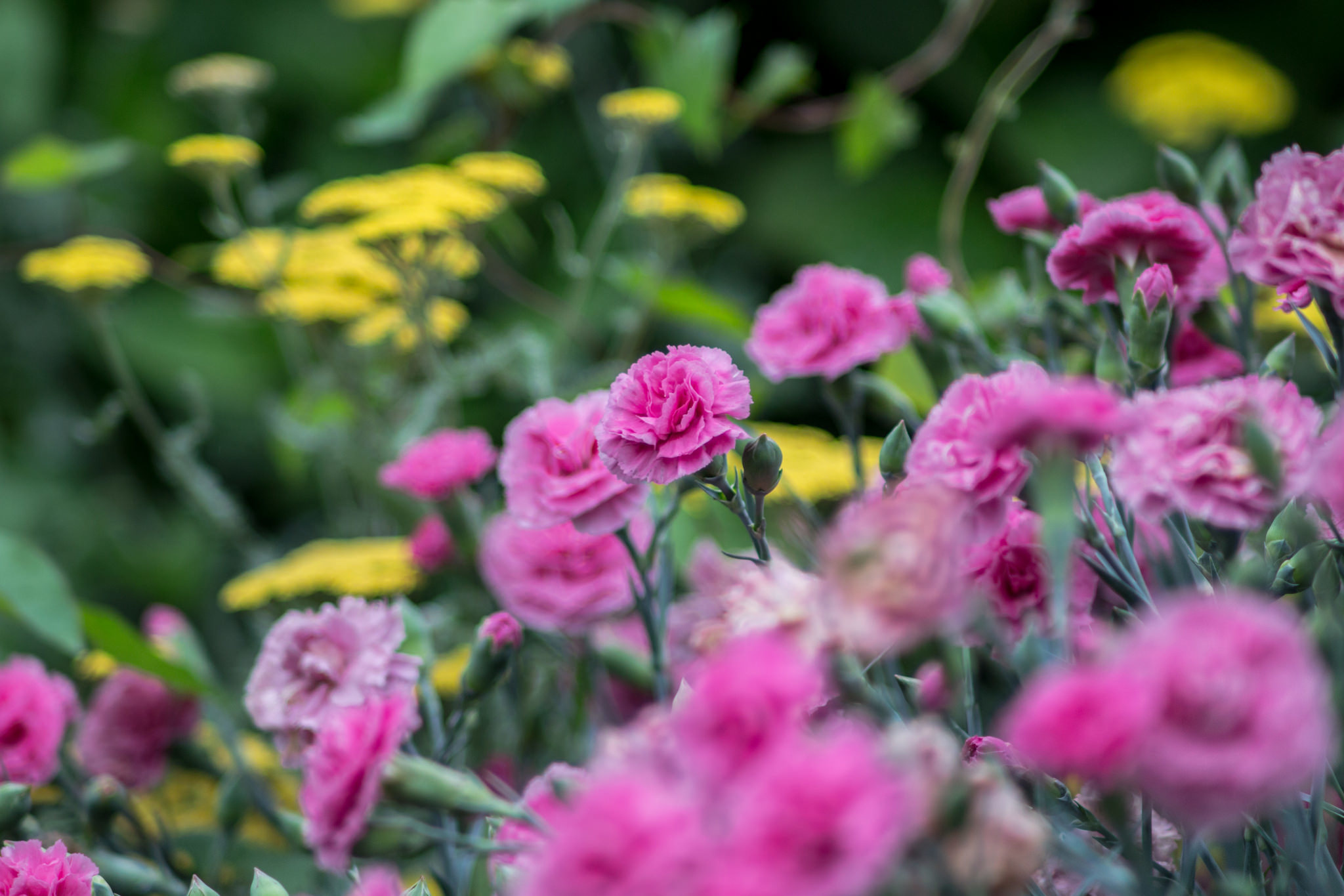 Laden Sie das Natur, Blumen, Blume, Nelke, Erde/natur, Pinke Blume-Bild kostenlos auf Ihren PC-Desktop herunter