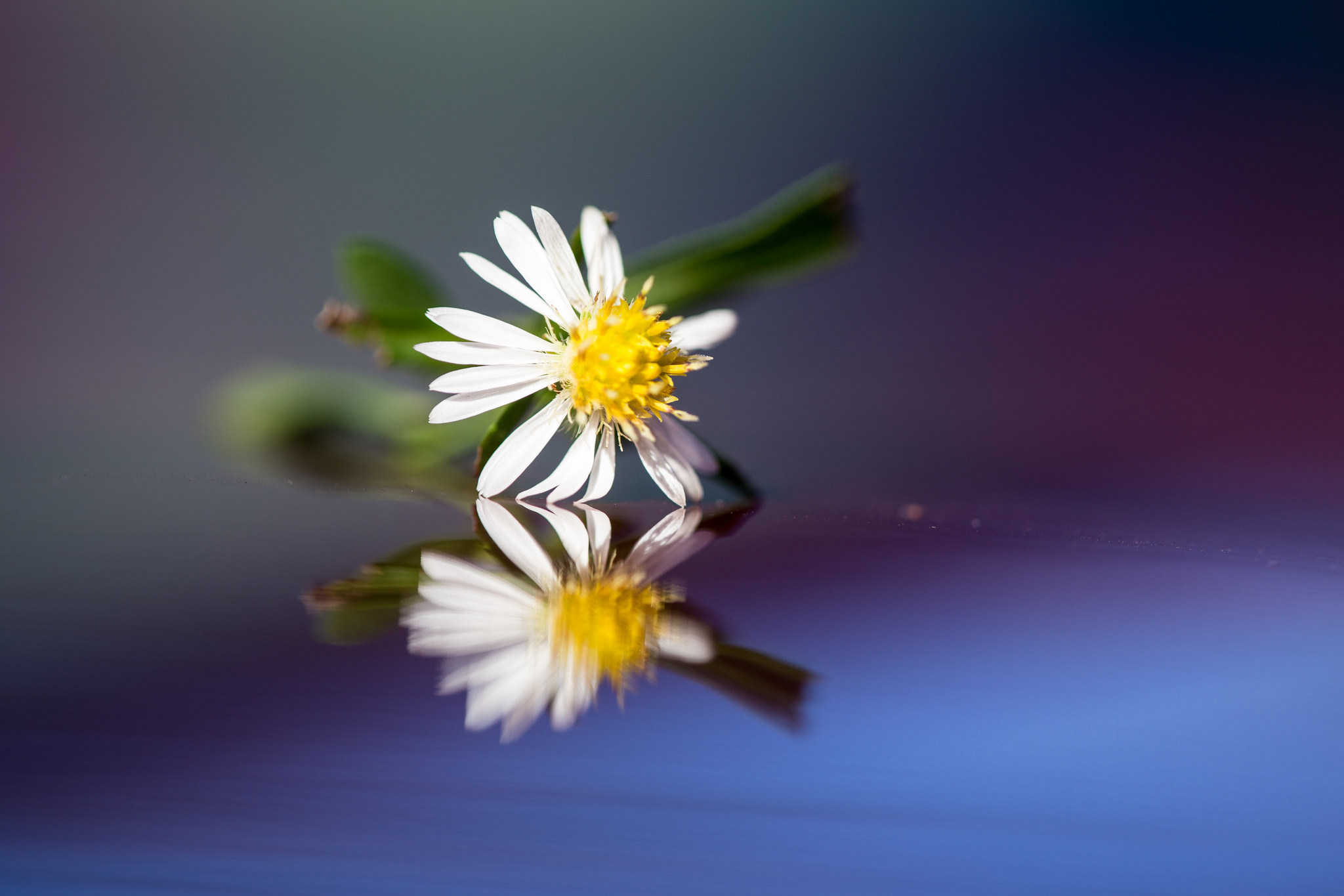 Free download wallpaper Flowers, Camomile, Reflection, Flower, Earth, White Flower on your PC desktop