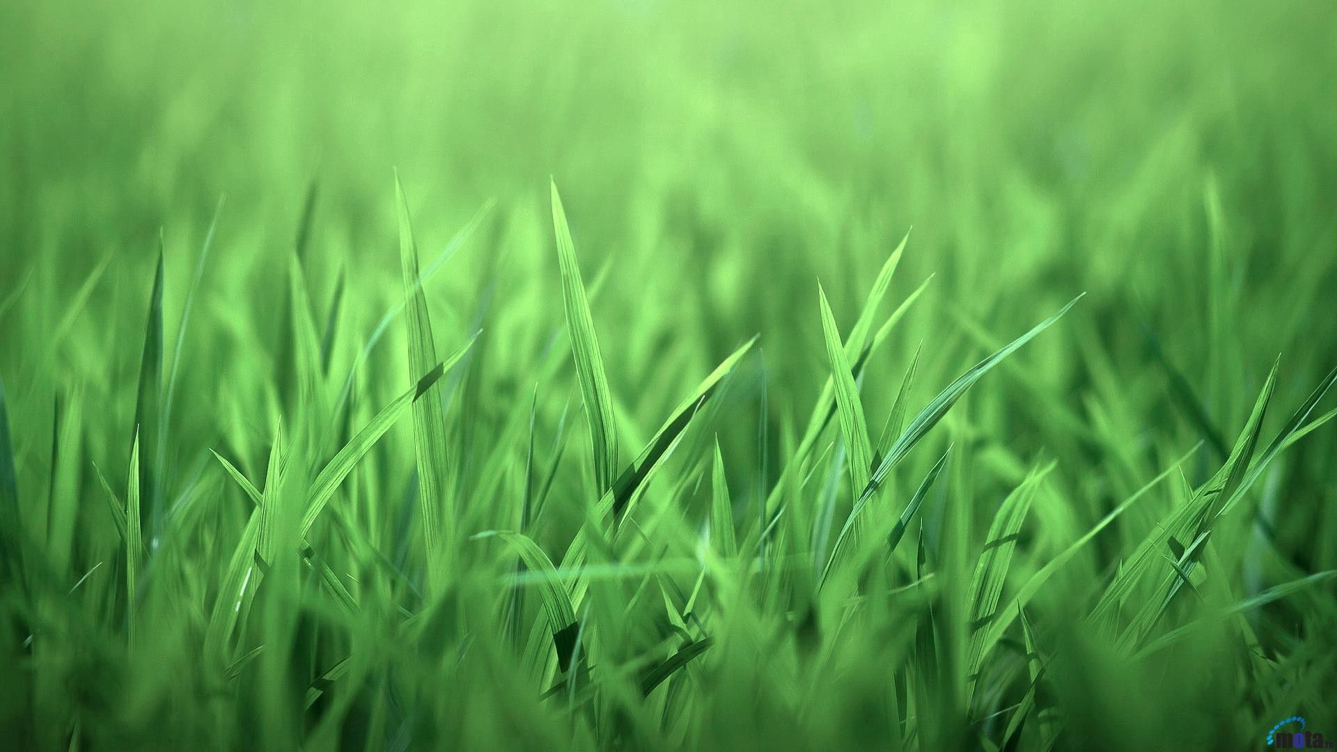 無料モバイル壁紙草, 大きい, マクロ, 輝く, 光, 菜, 明るい, グリーンズをダウンロードします。