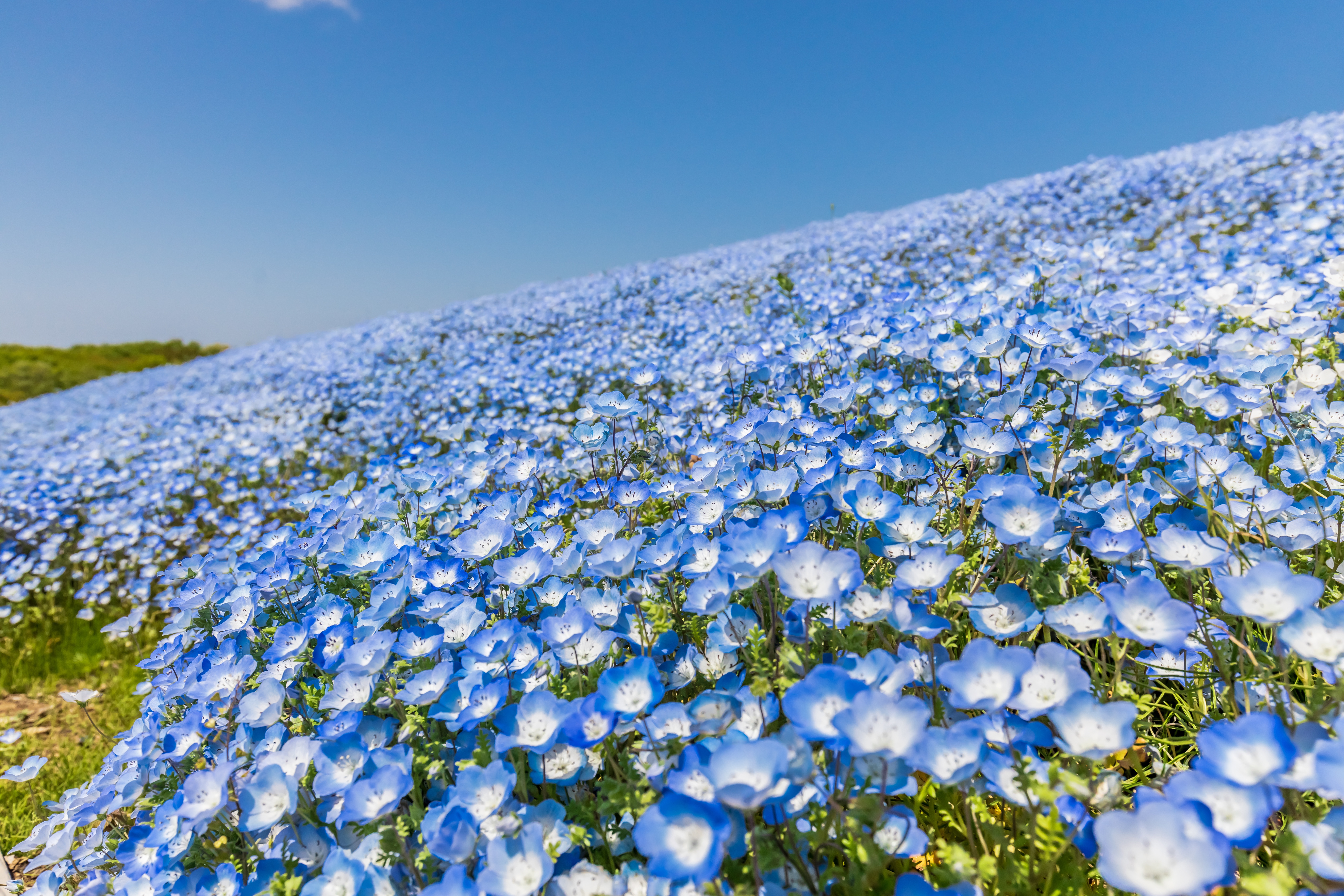Téléchargez des papiers peints mobile Fleurs, Fleur, Terre/nature, Fleur Bleue gratuitement.