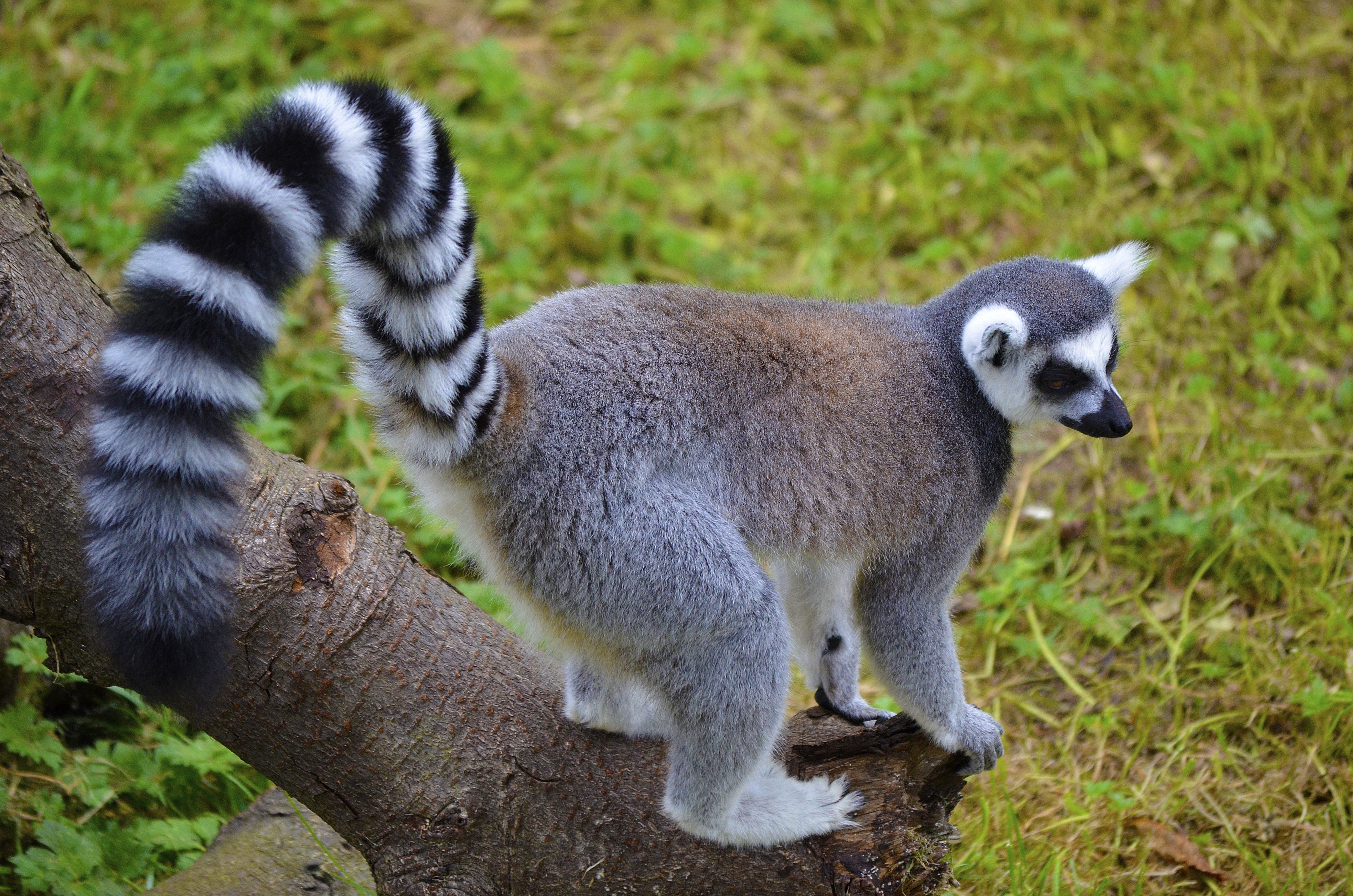 animals, striped, stroll, lemur, tail