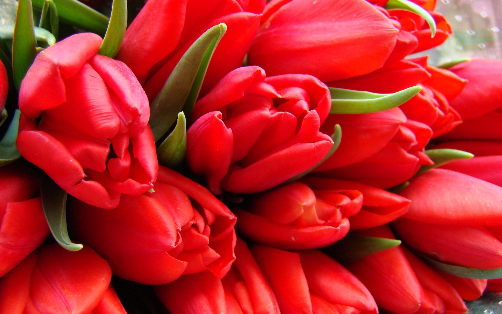 Завантажити шпалери безкоштовно Квіти, Тюльпани, Малюнки картинка на робочий стіл ПК