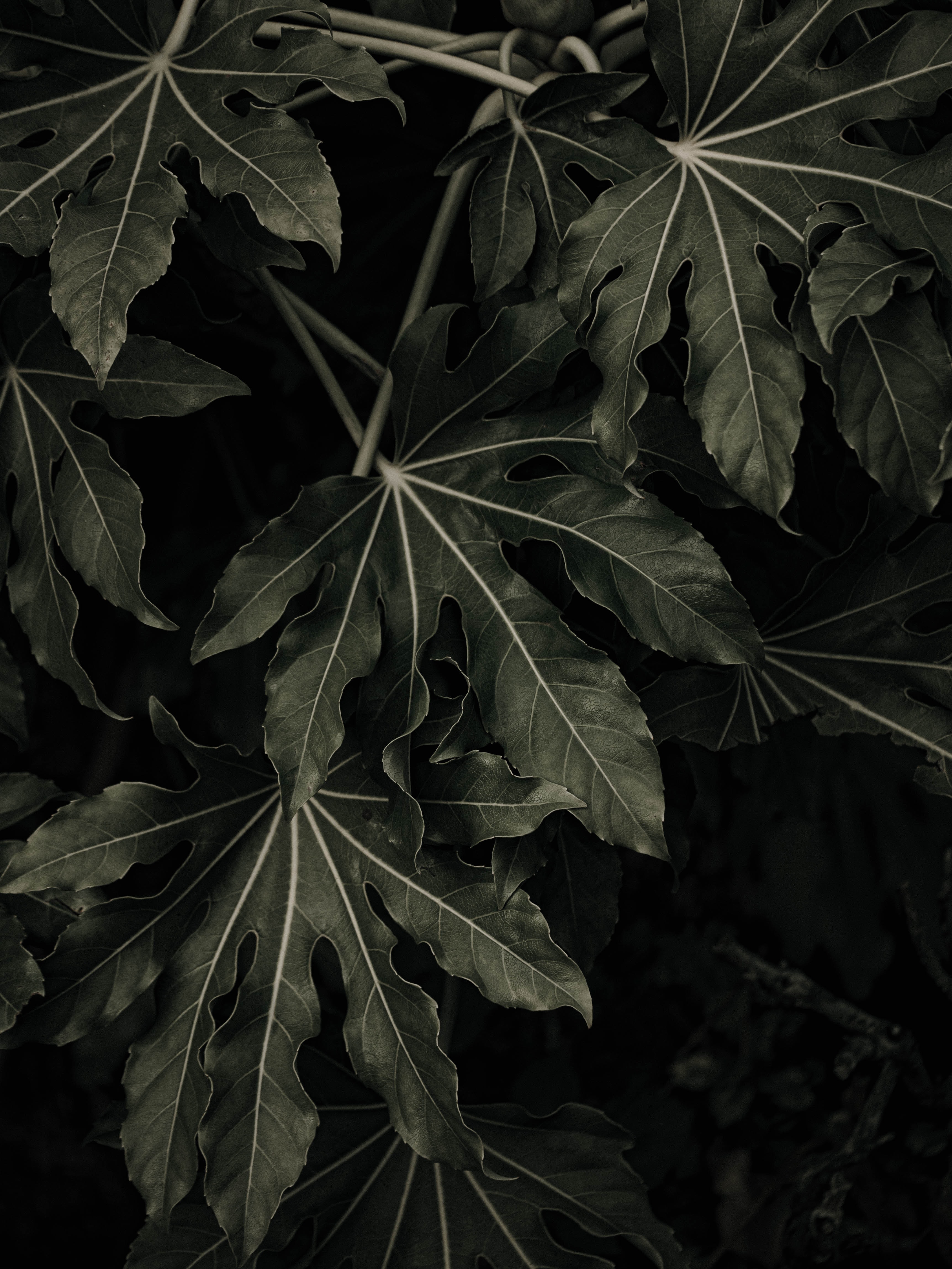 leaves, plant, macro, veins 1080p