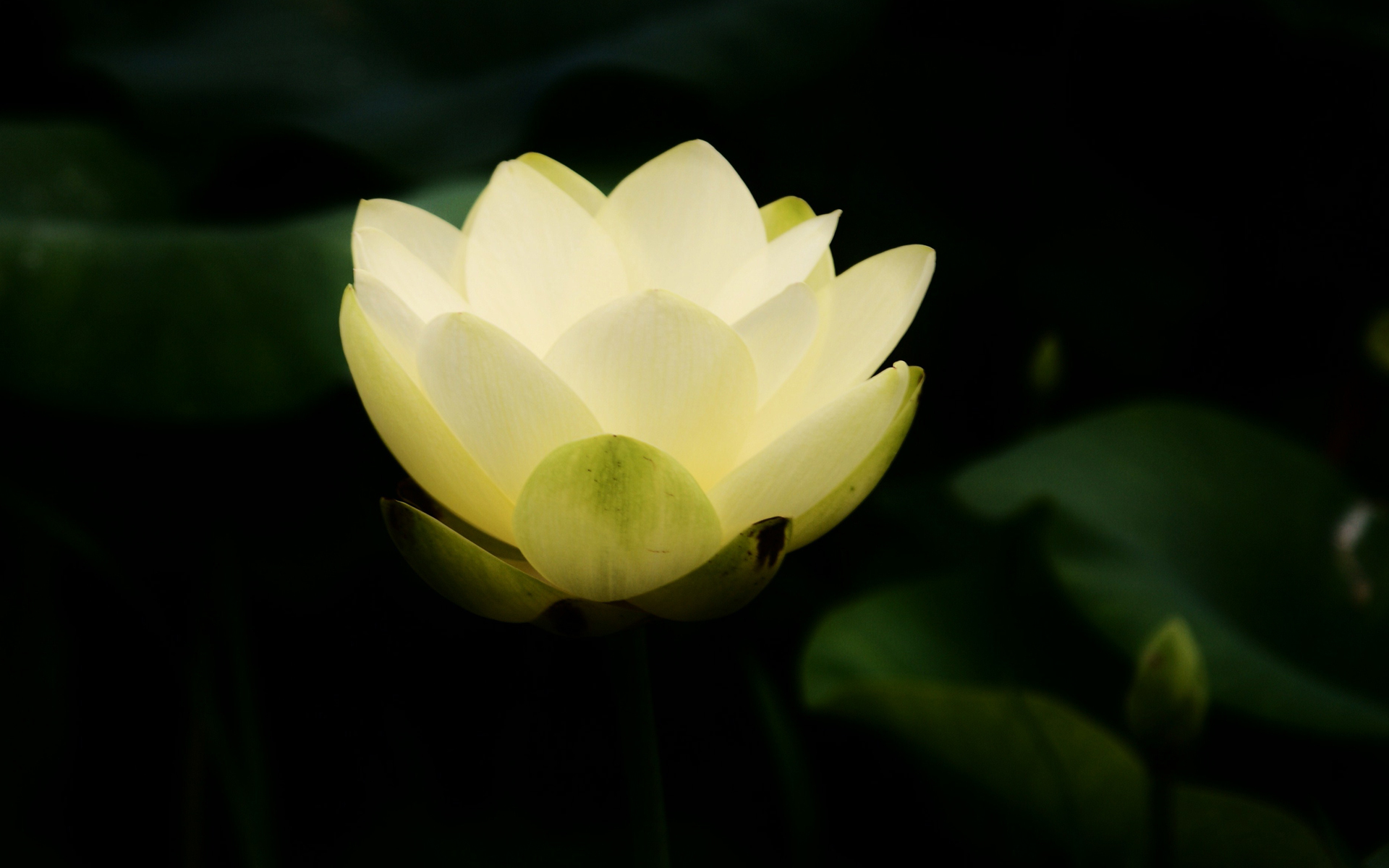 Téléchargez des papiers peints mobile Lotus, Fleurs, Terre/nature gratuitement.